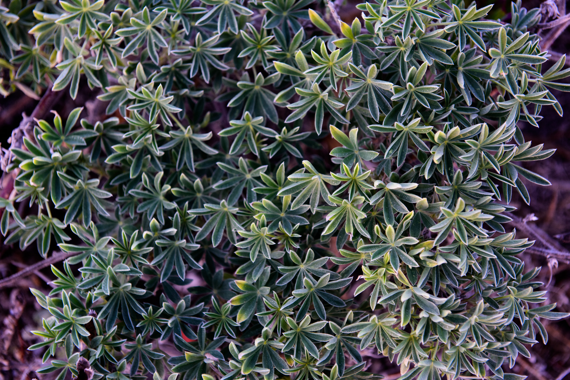 Lupine leaves glowing in late afternoon light at Point Reyes. The coastal dune habitats in the area have been invaded with European beach grass and iceplant. This has limited the success of federally endangered Tidestrom's Lupine and federally threatened snowy plover. Restoration efforts have been done in the area, but more work needs to be done as iceplant has still taken over many areas. I'm not sure which variety of lupine is shown in the photo. If you have any ideas please let me know in the comments.