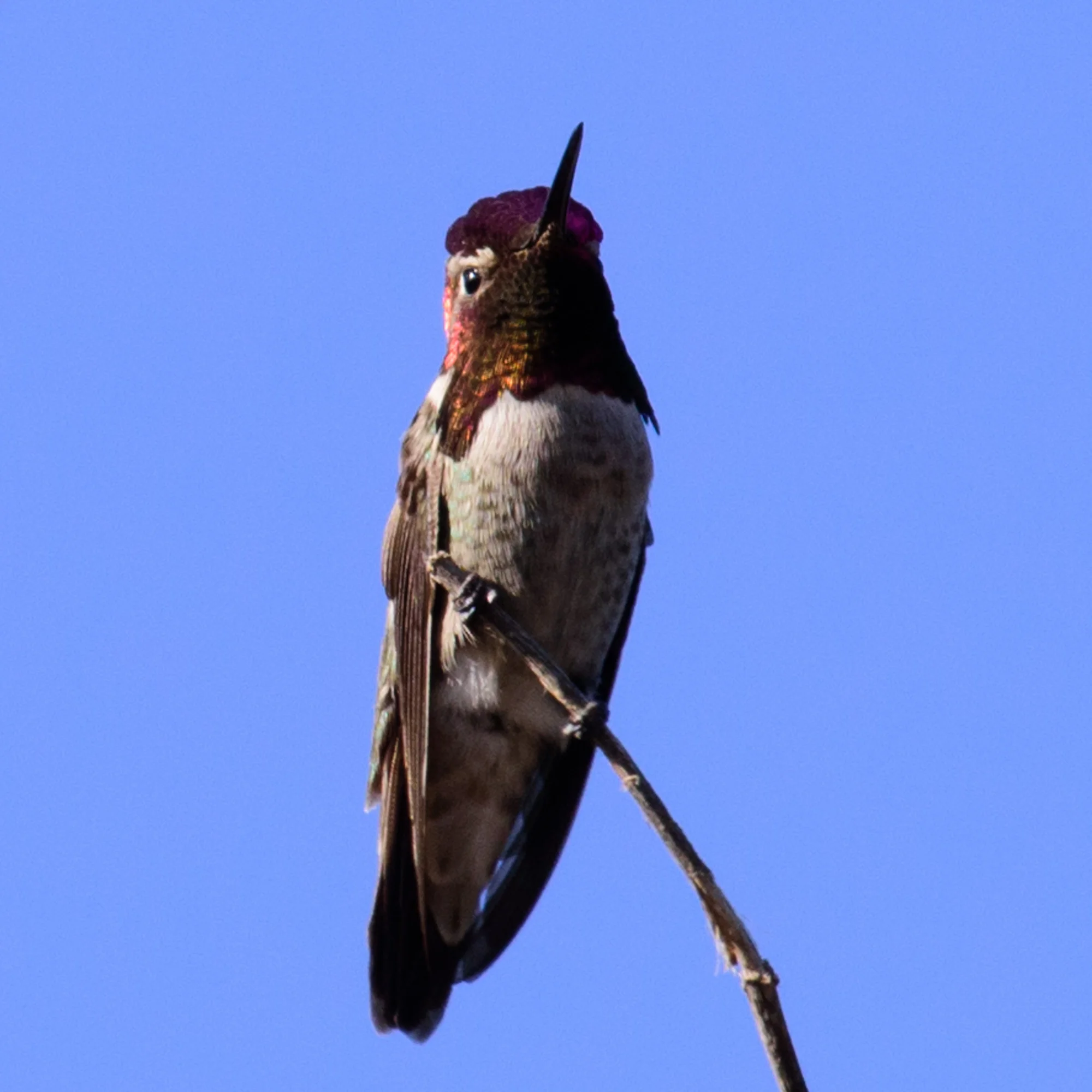 Anna's hummingbird