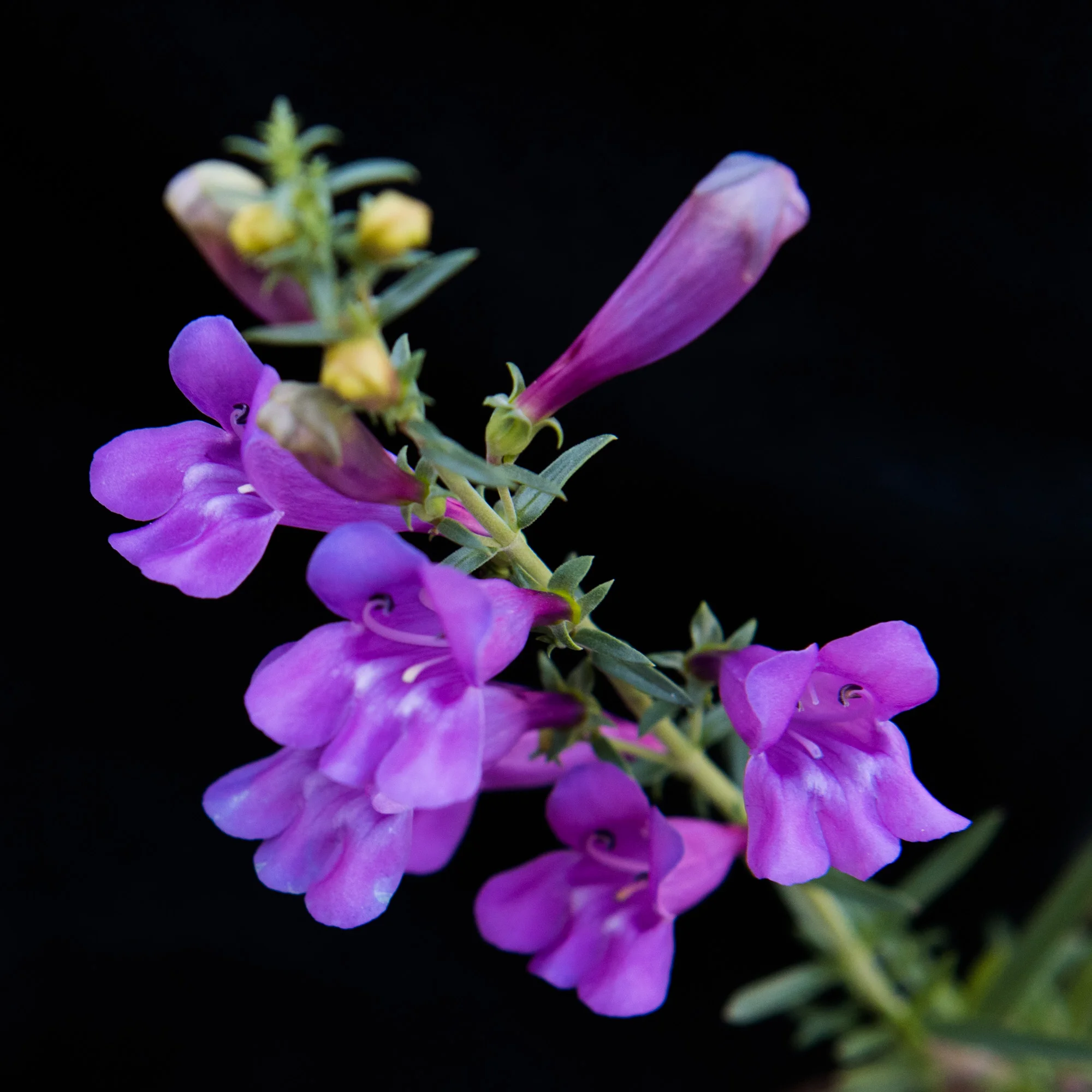 DSC_4306.jpg