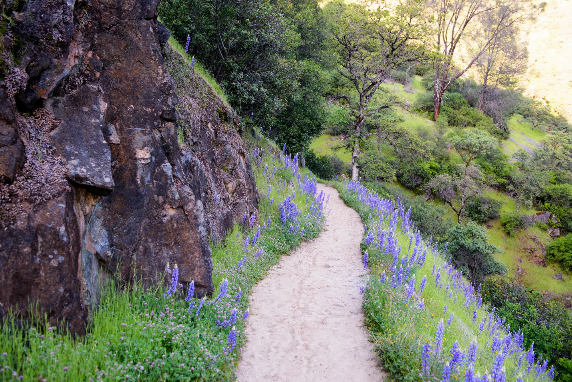 Lupine lined trail