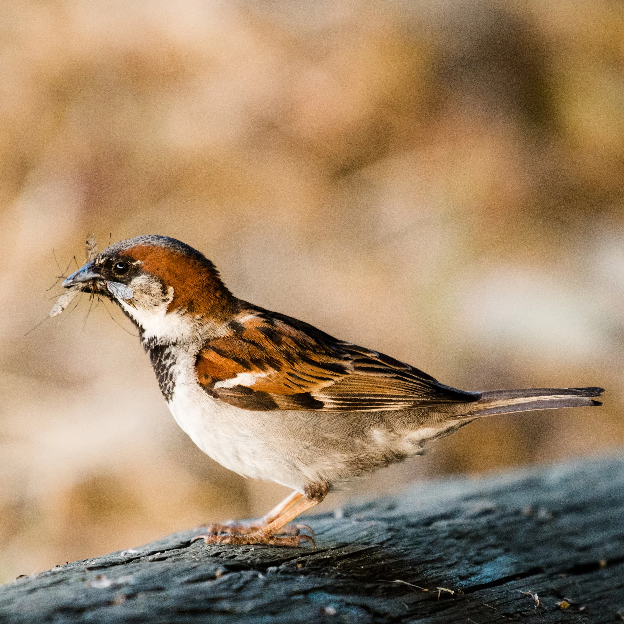 House sparrow having a snack