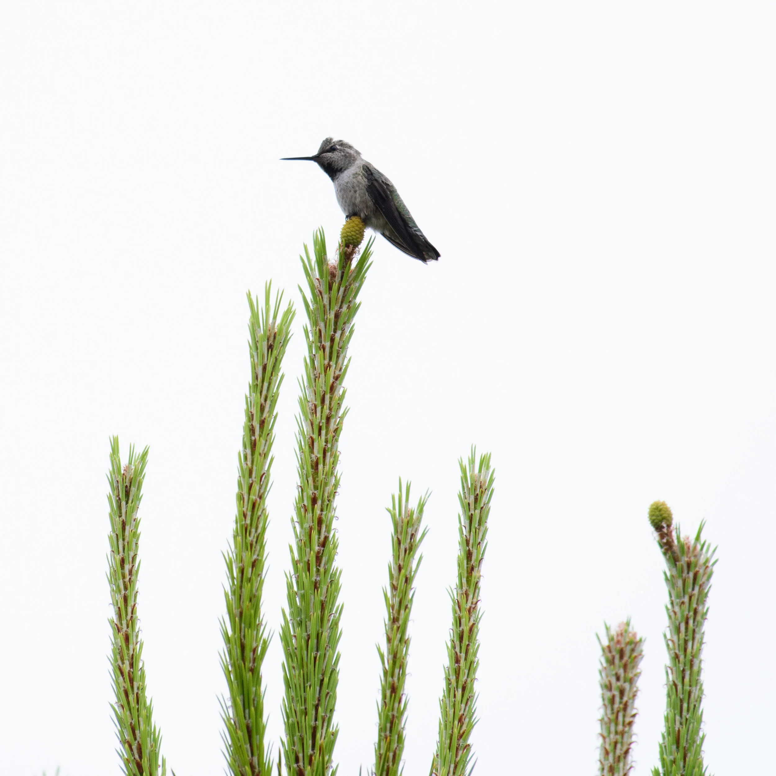 Anna's hummingbird