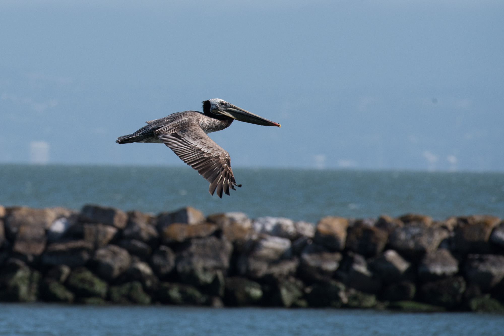 Brown pelican
