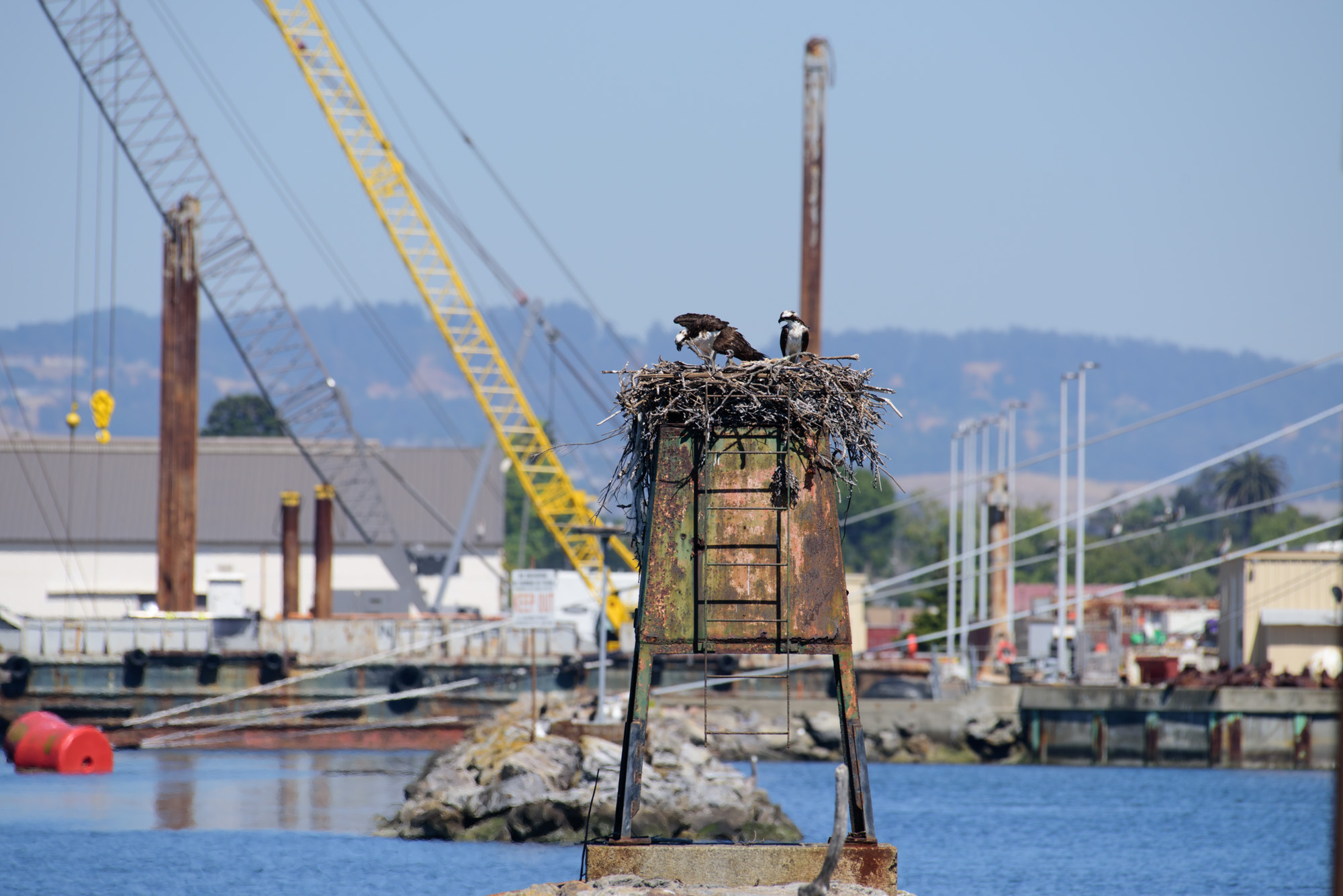 Osprey nest