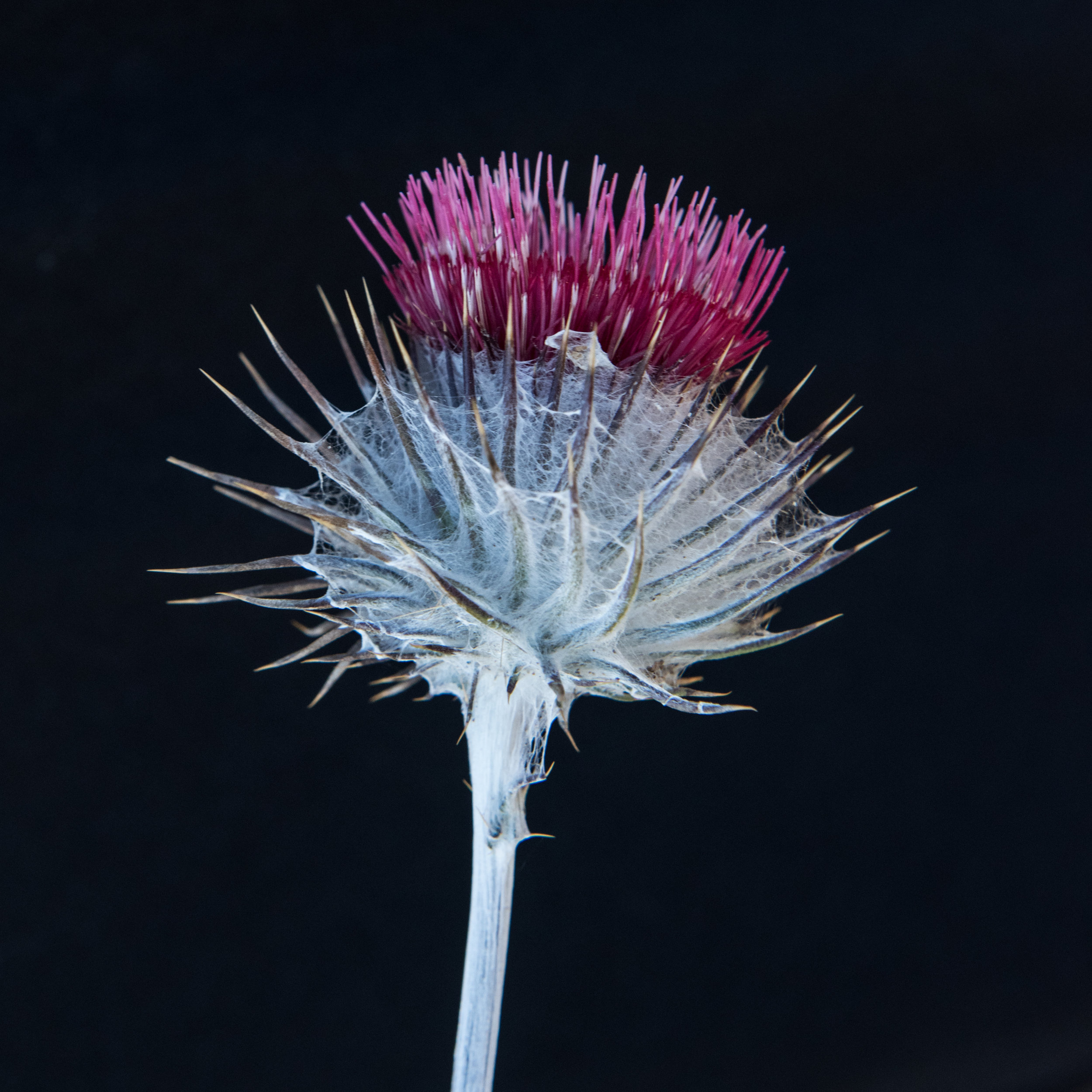 Point Reyes National Seashore in June