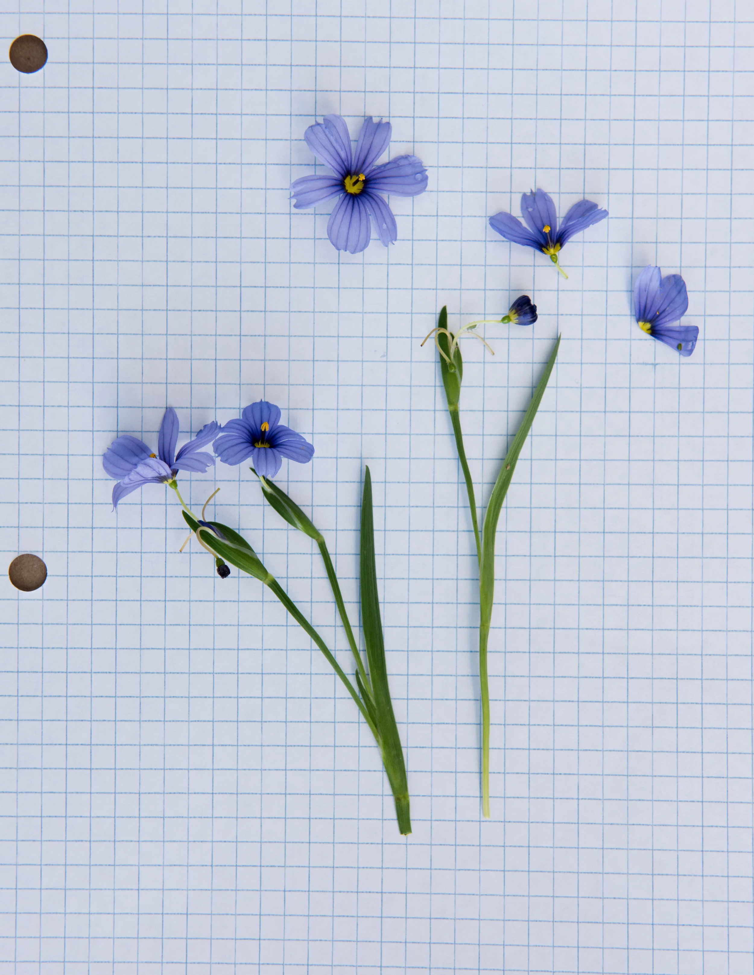 Blue-Eyed Grass, freshly dissected flowers