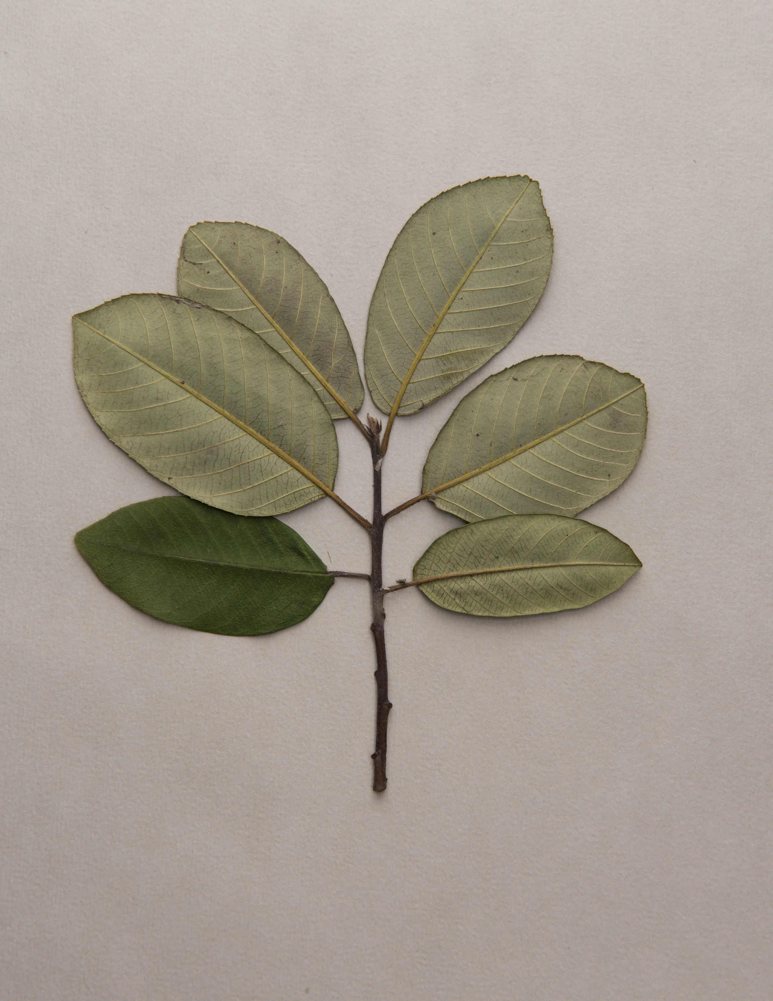 Coffeeberry 