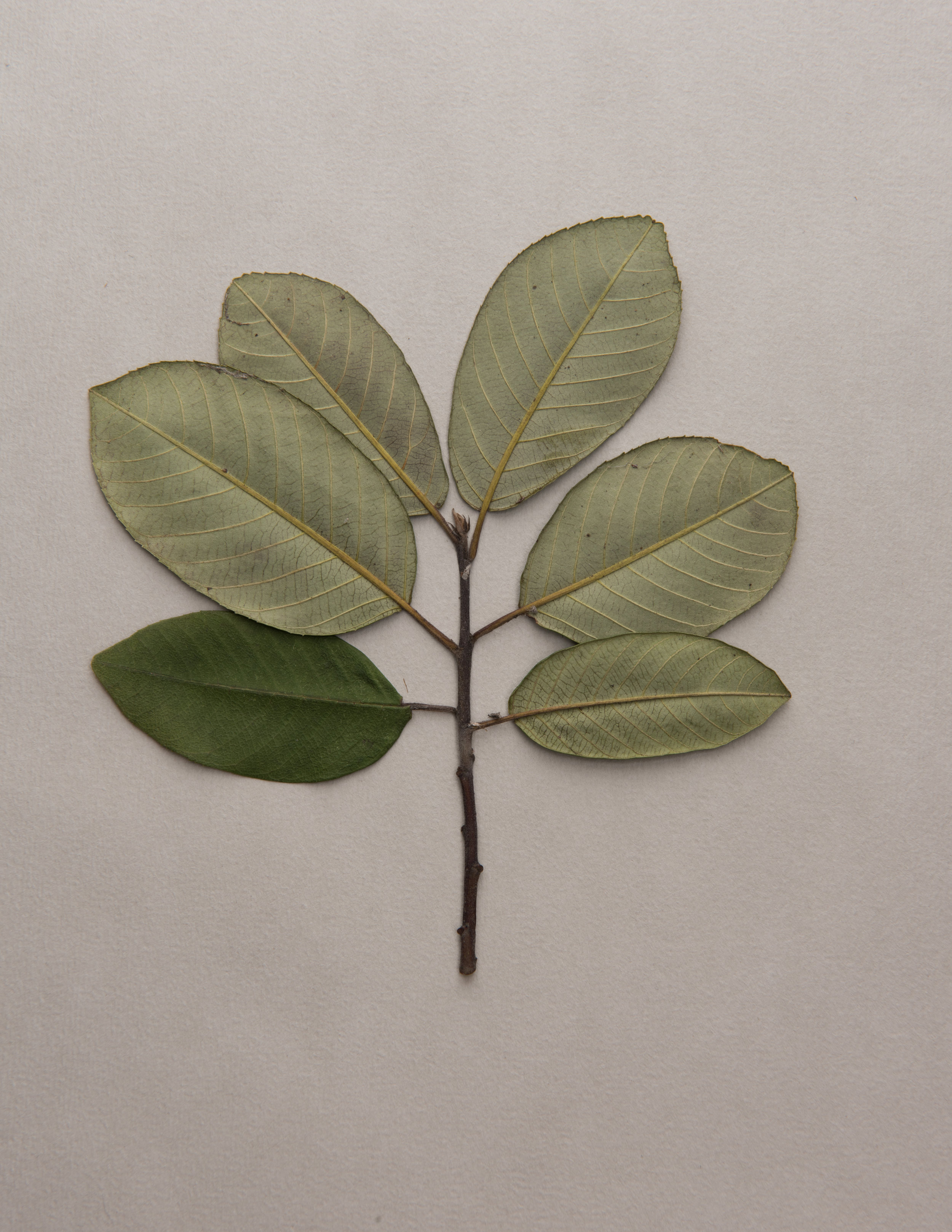 Coffeeberry 