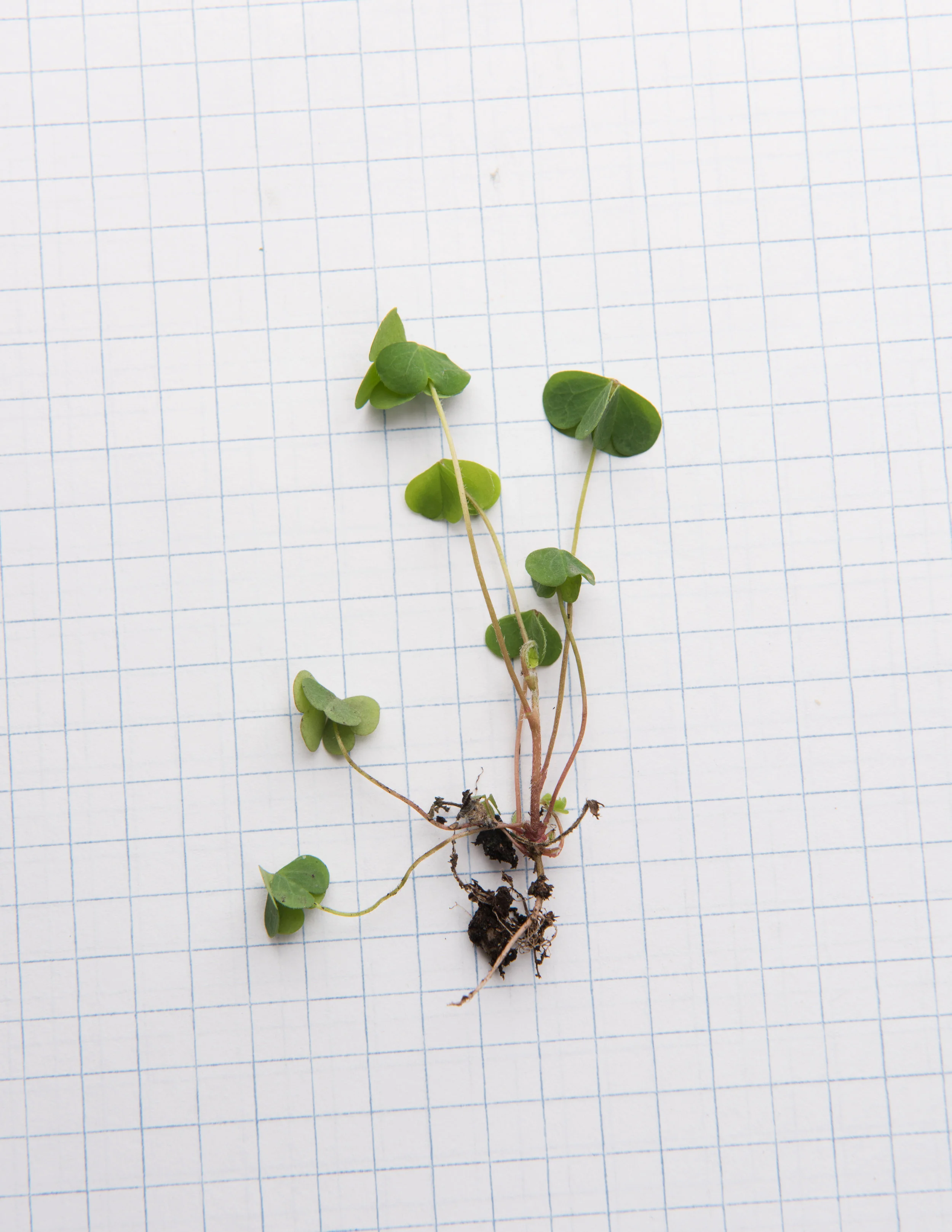 Oxalis