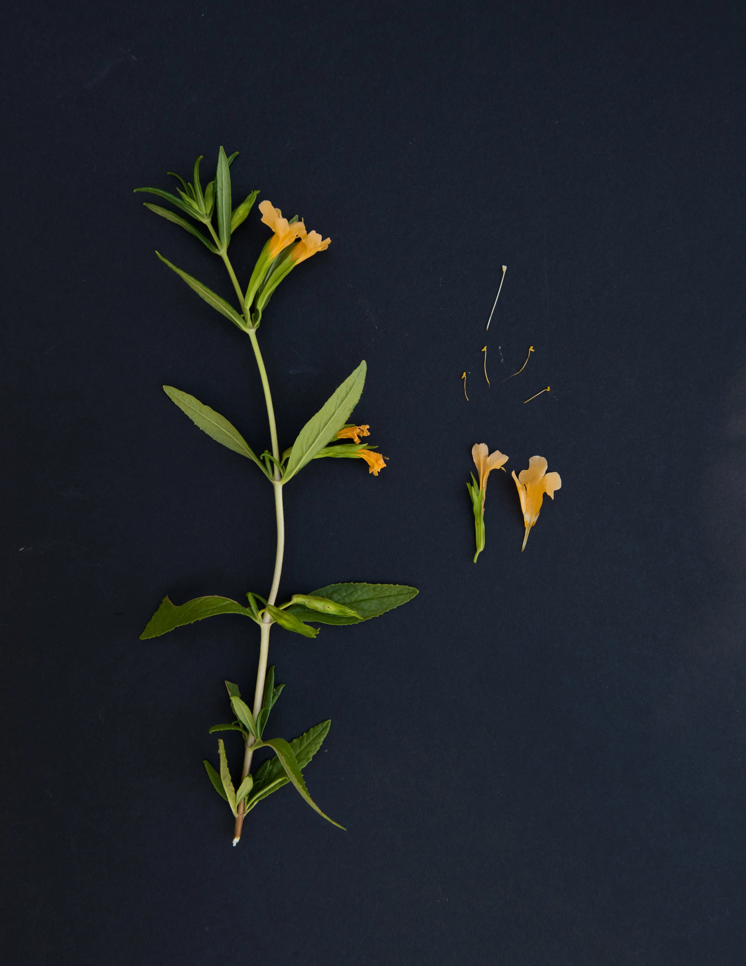 Sticky monkeyflower