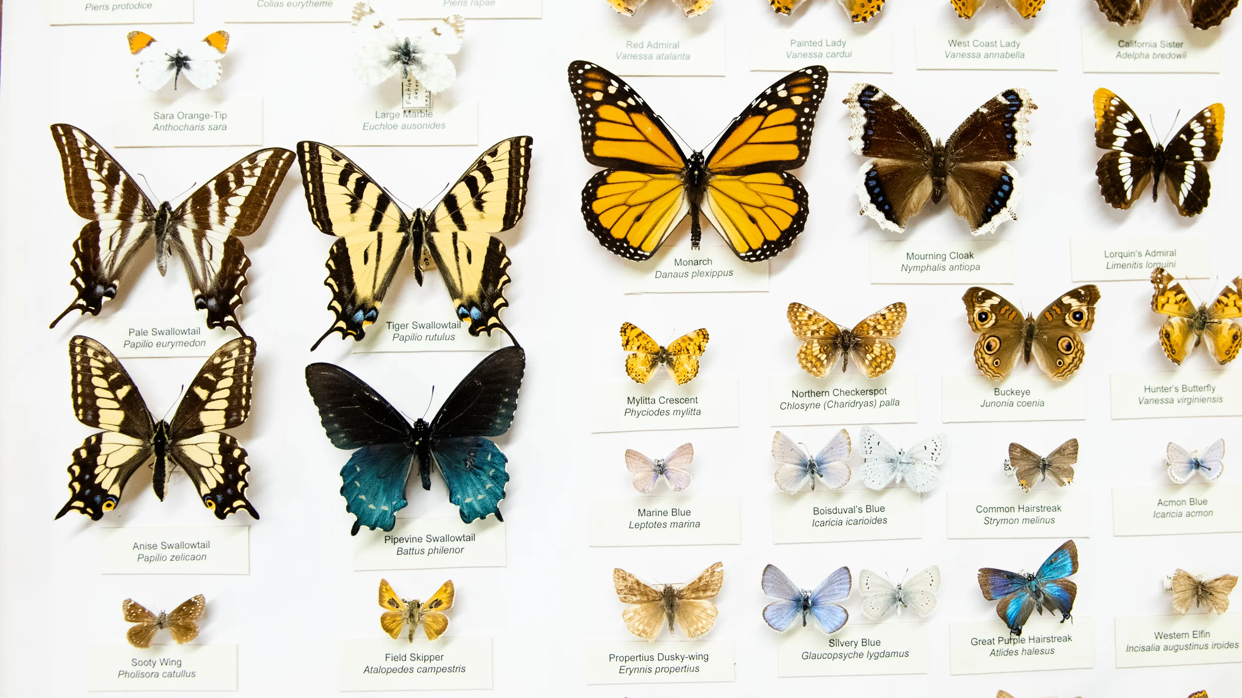 “ Butterflies of California ” display at the Bohart Museum of Entomology in Davis, California