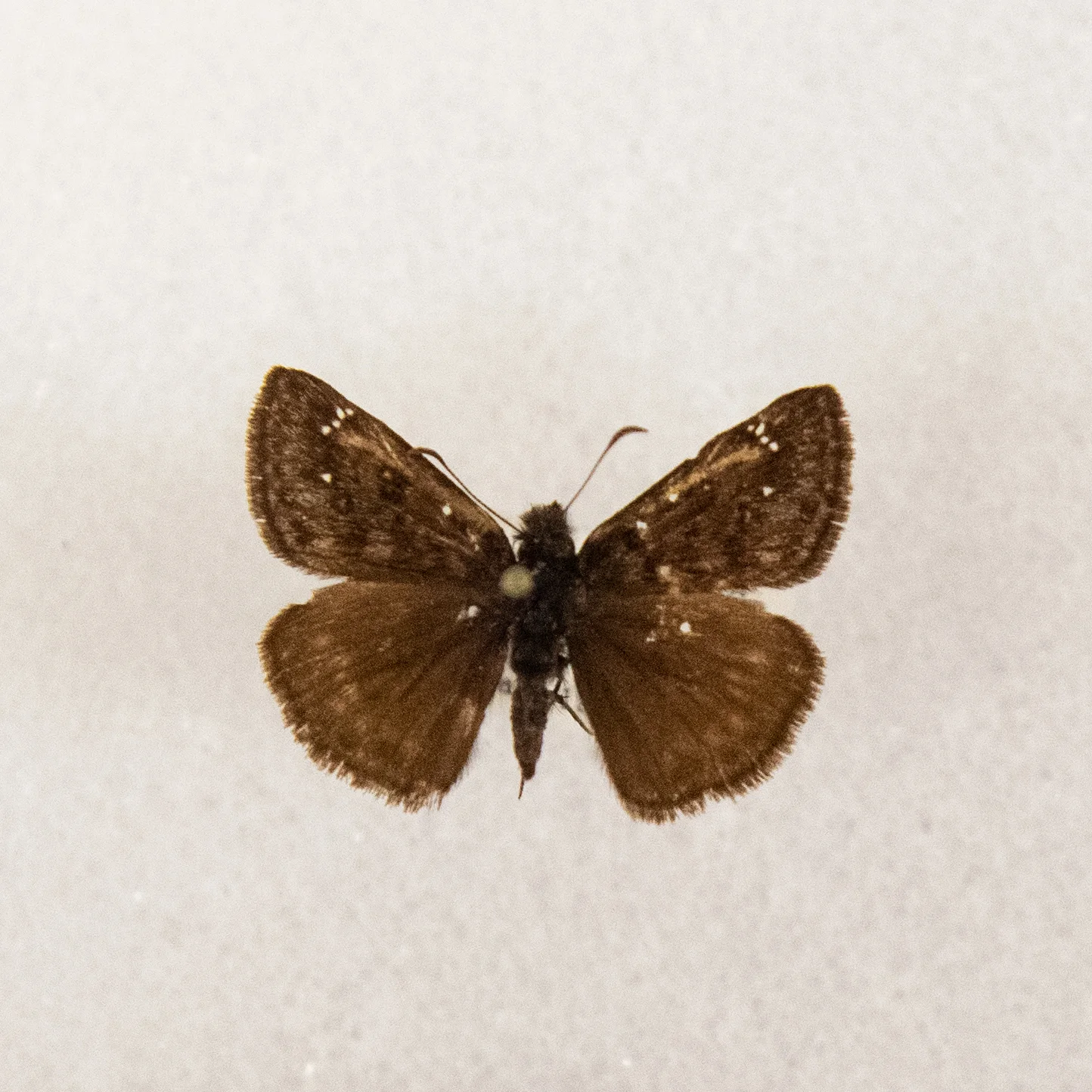 Propertius Dusky-Wing Erynnis propertius