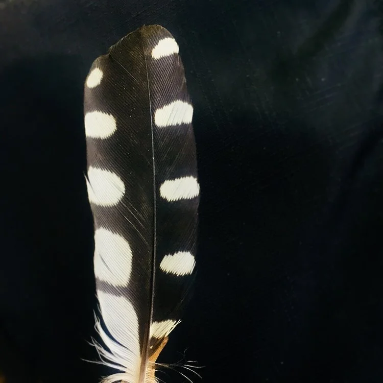 Camouflaged Feather