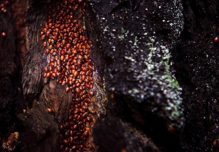 Overwintering Ladybugs
