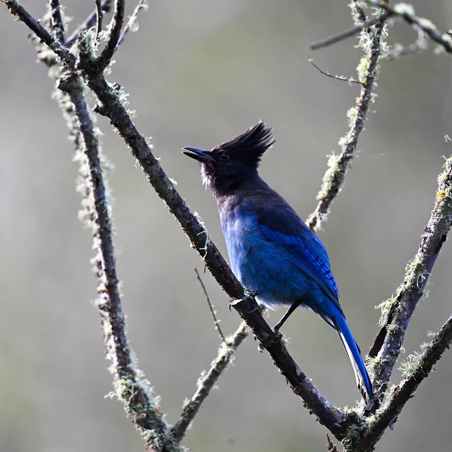 Steller&rsquo;s jay calling