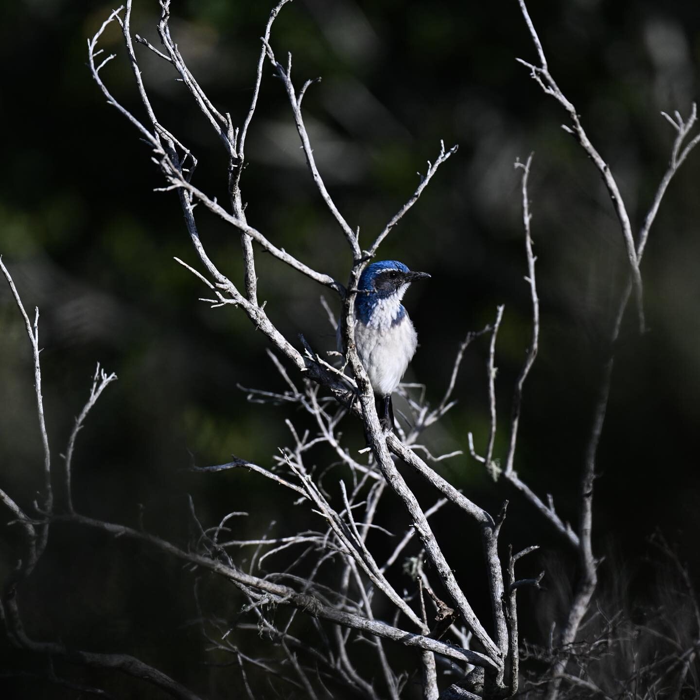 Scrub jay