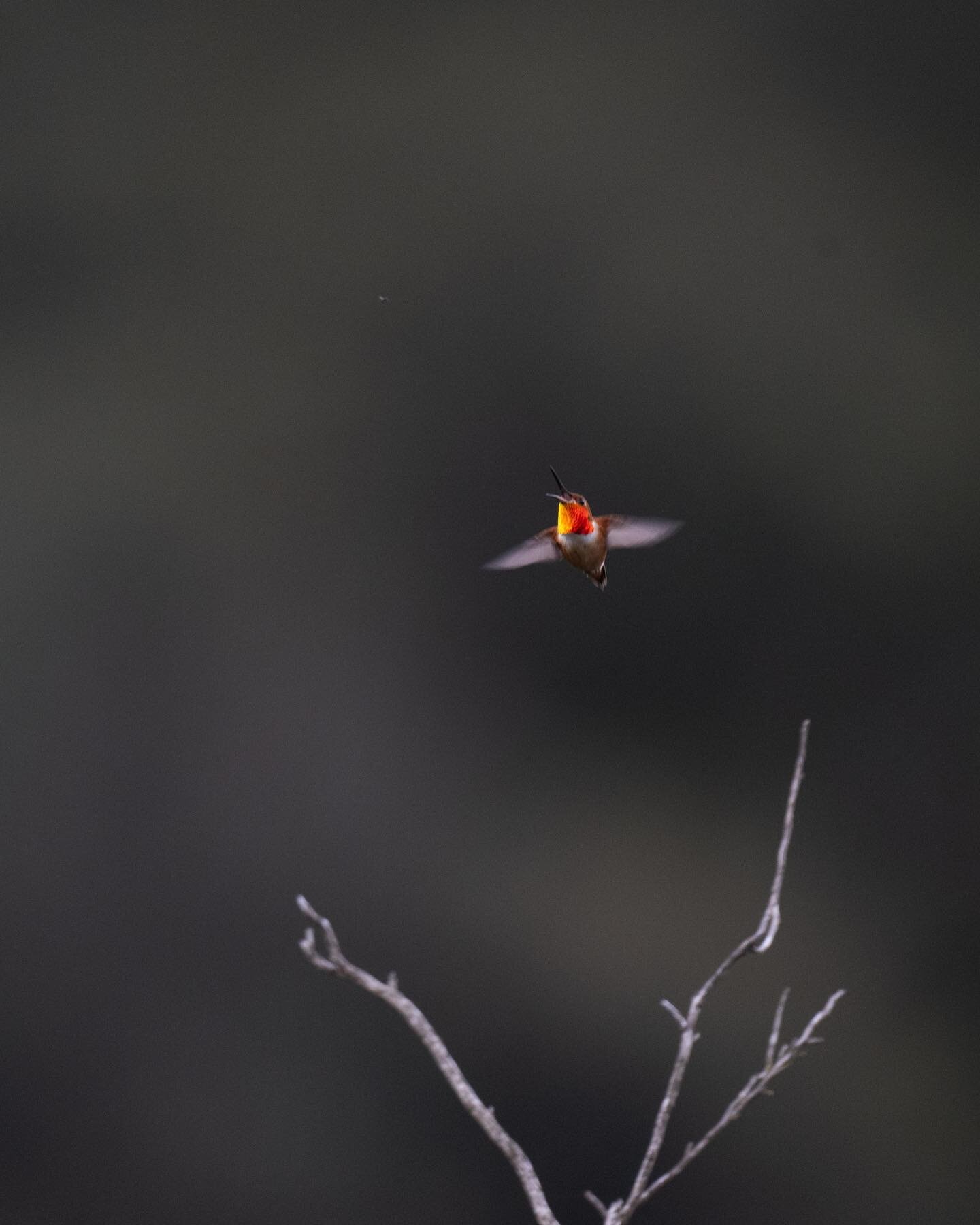 Rufous/Allen&rsquo;s hummingbird hunting an insect
