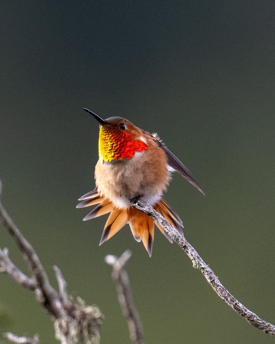 Rufous/Allen&rsquo;s hummingbird