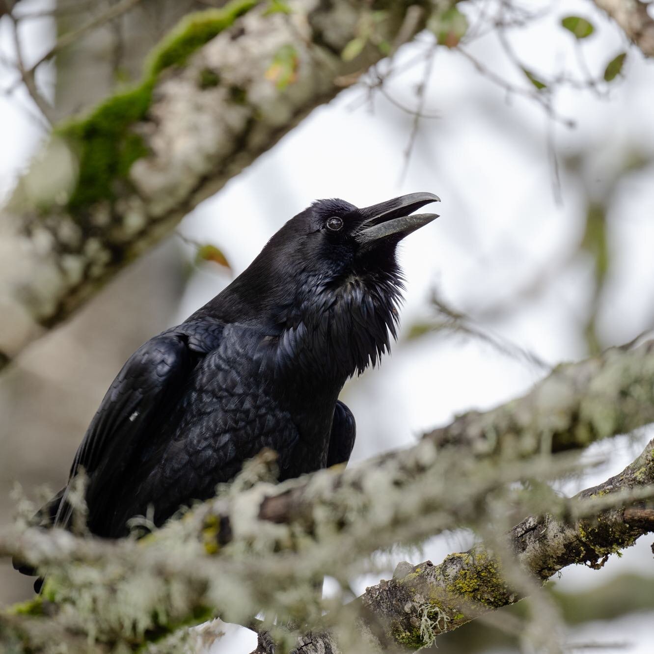 Common raven