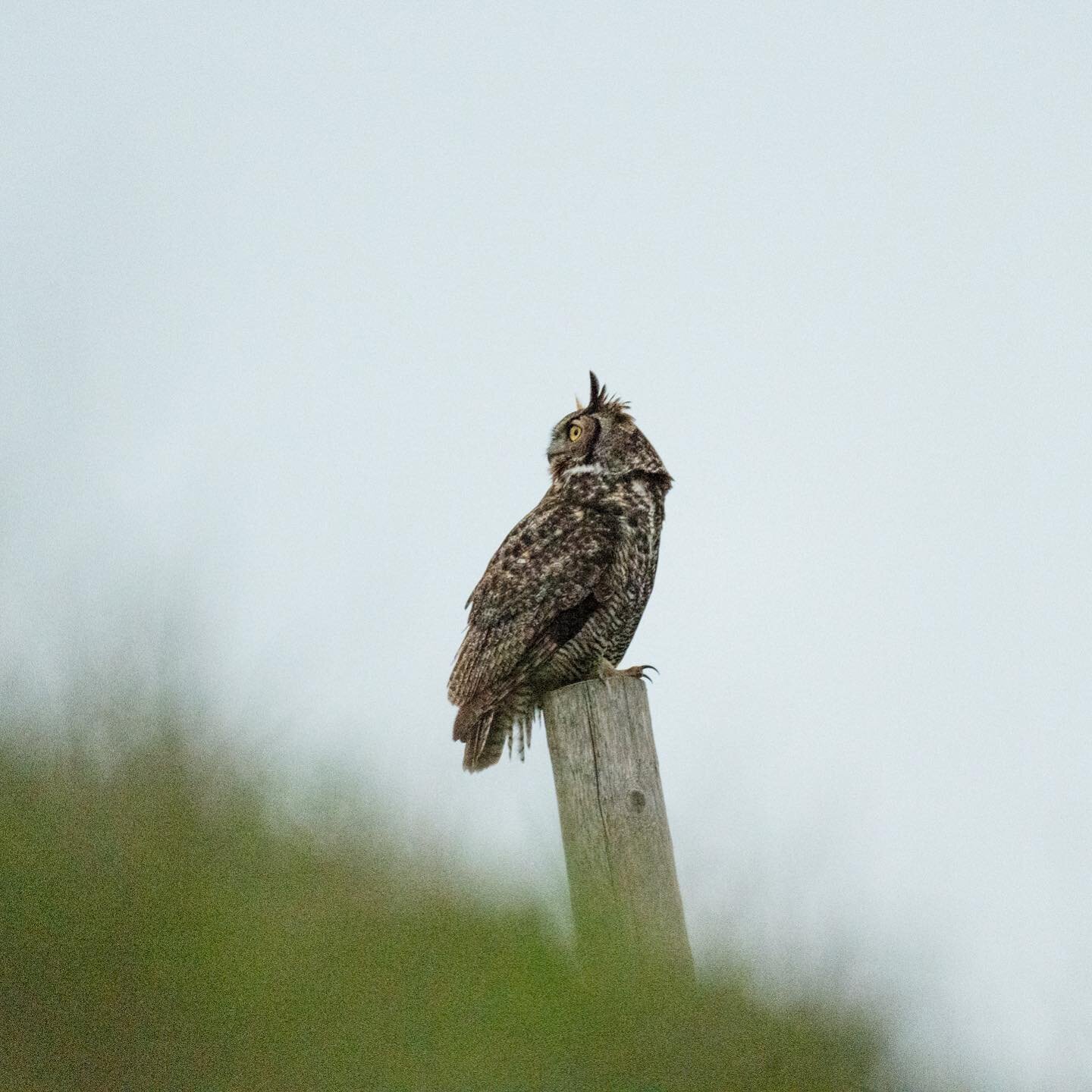 Great horned owl