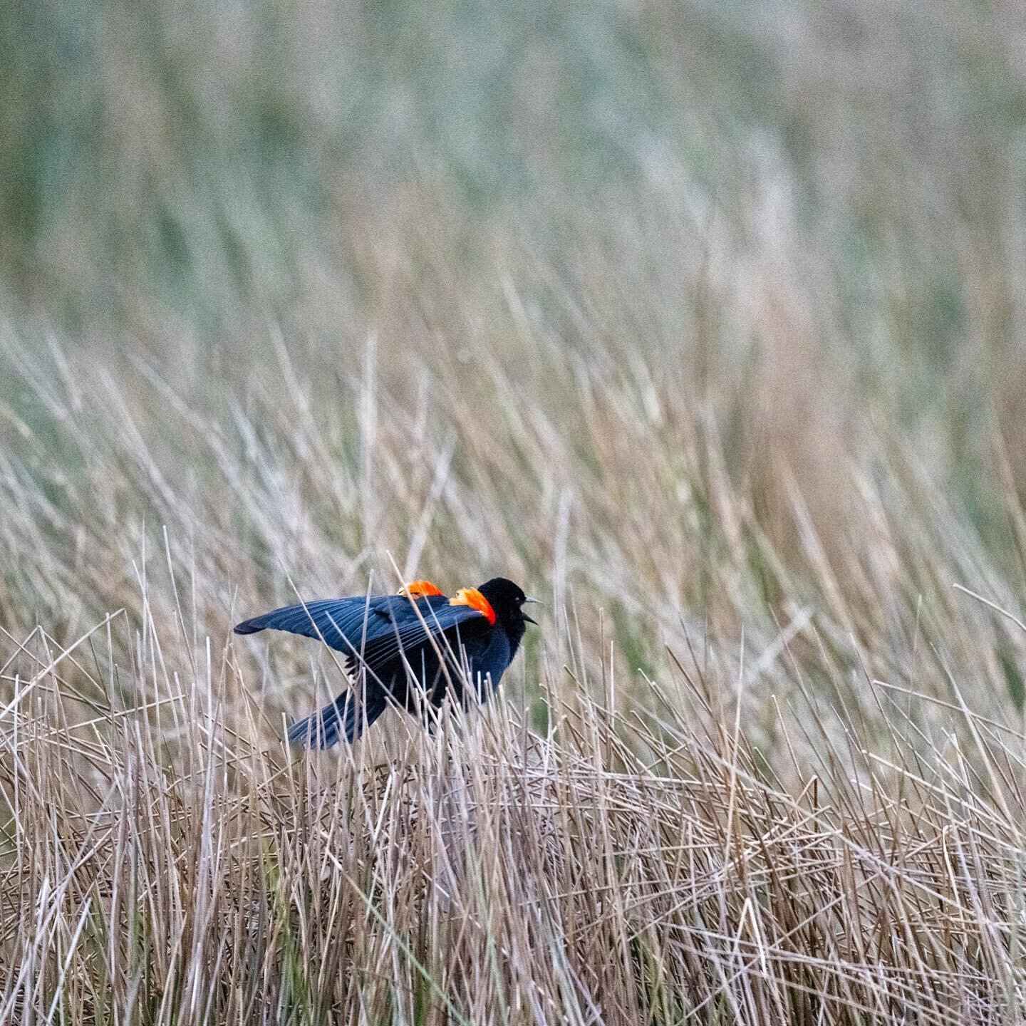 Red-winged blackbird