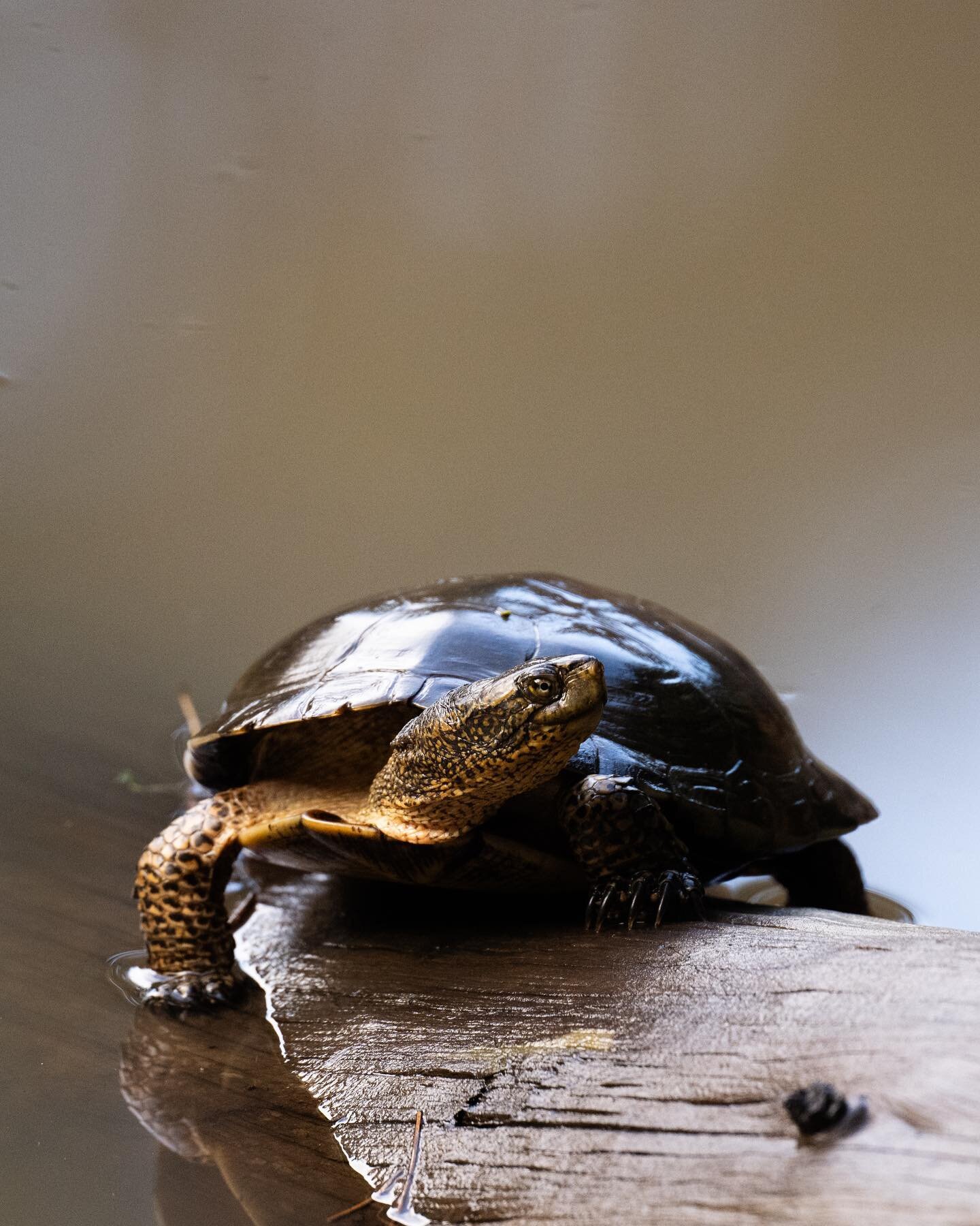 Western pond turtle