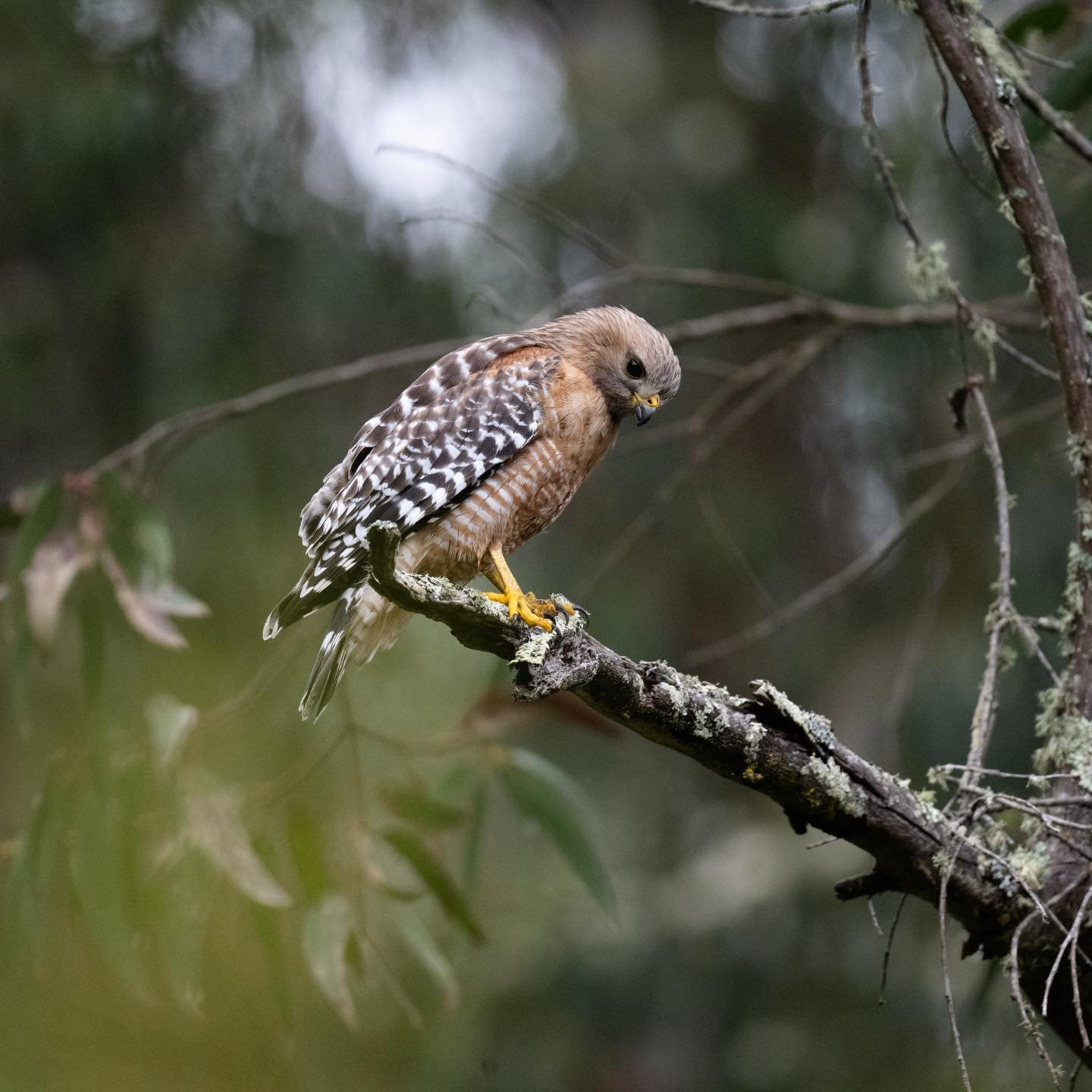 This hawk was hunting something below it&rsquo;s perch. After listening intently for a few minutes, it suddenly dropped down into a grassy area but came up empty