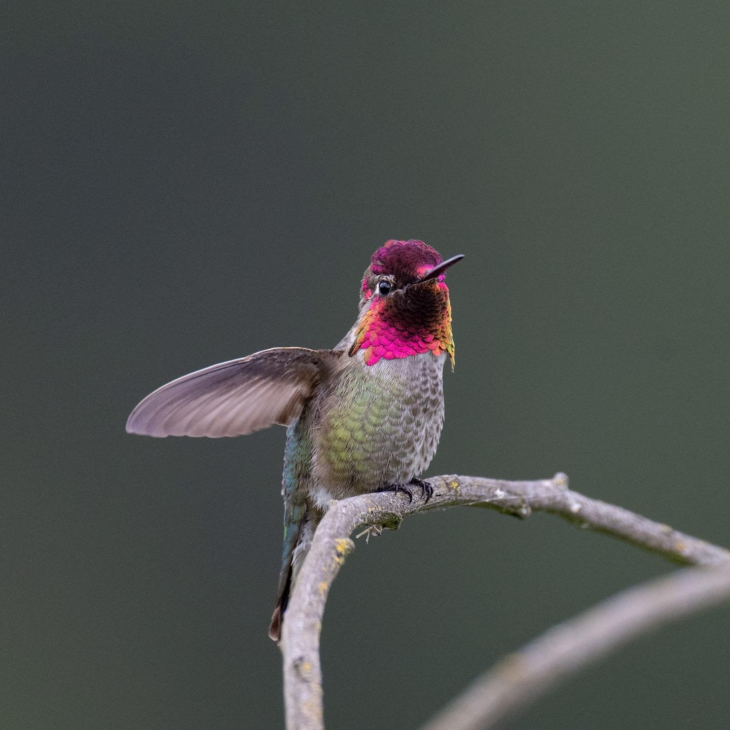 #annashummingbird