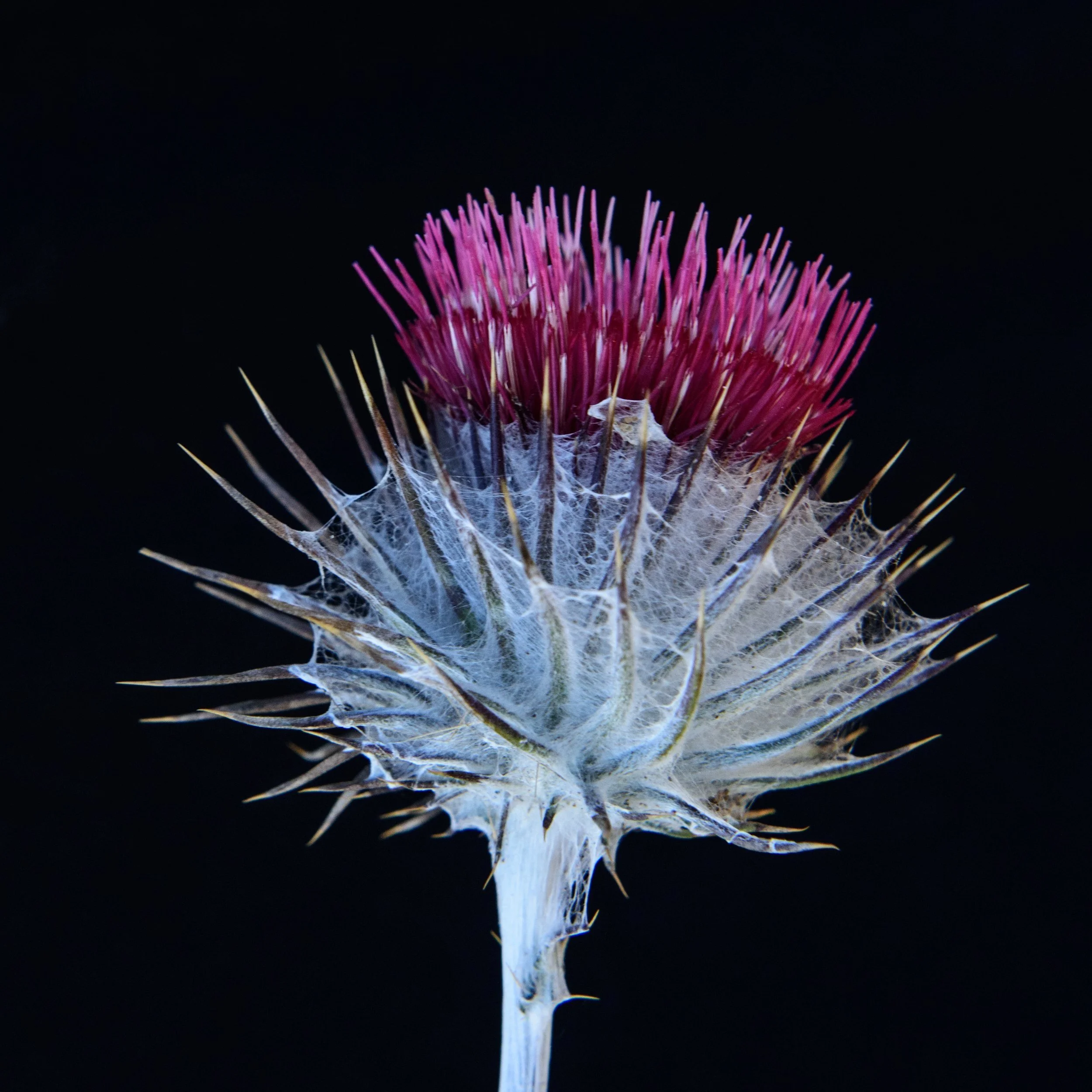 COBWEBBY THISTLE