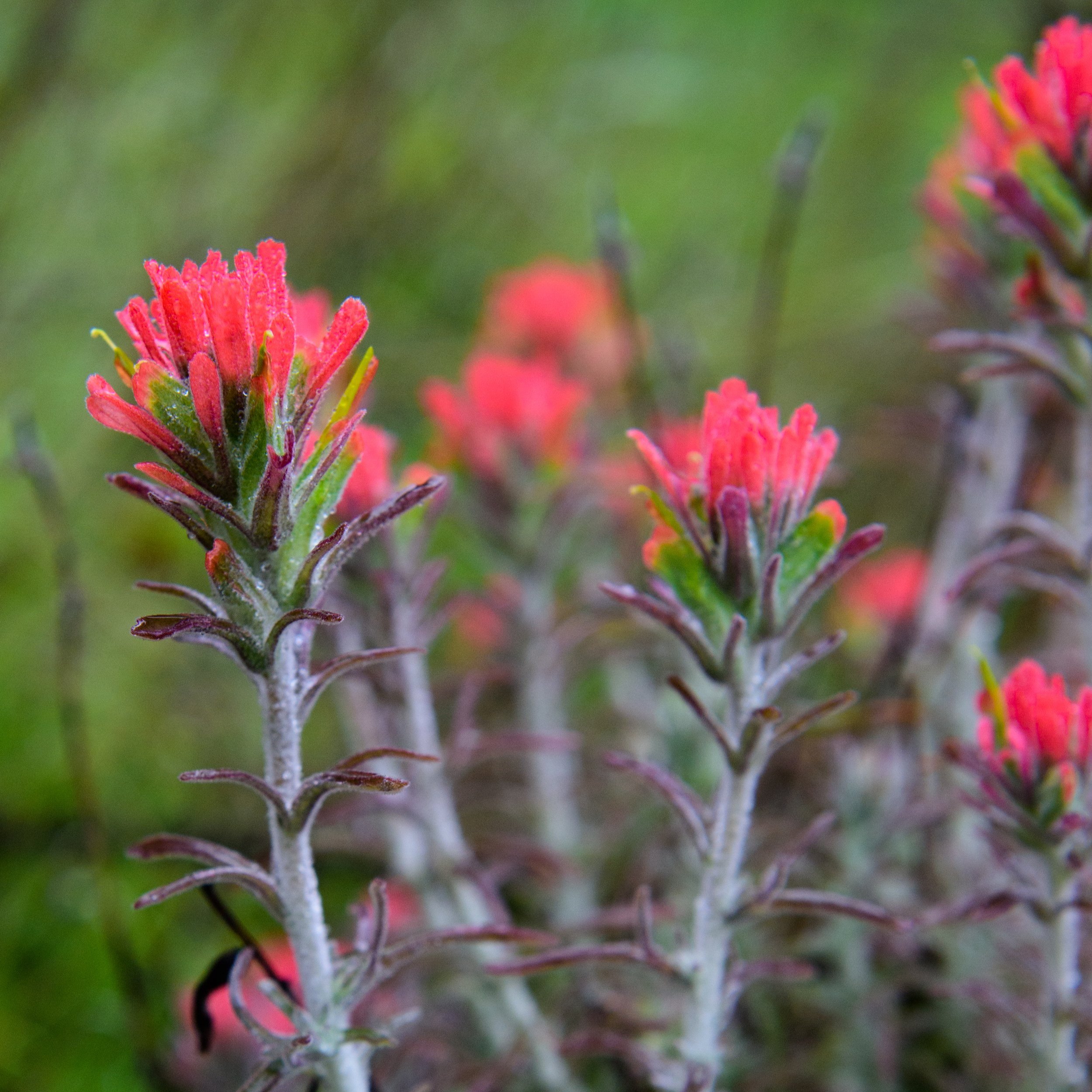 WOOLLY PAINTBRUSH