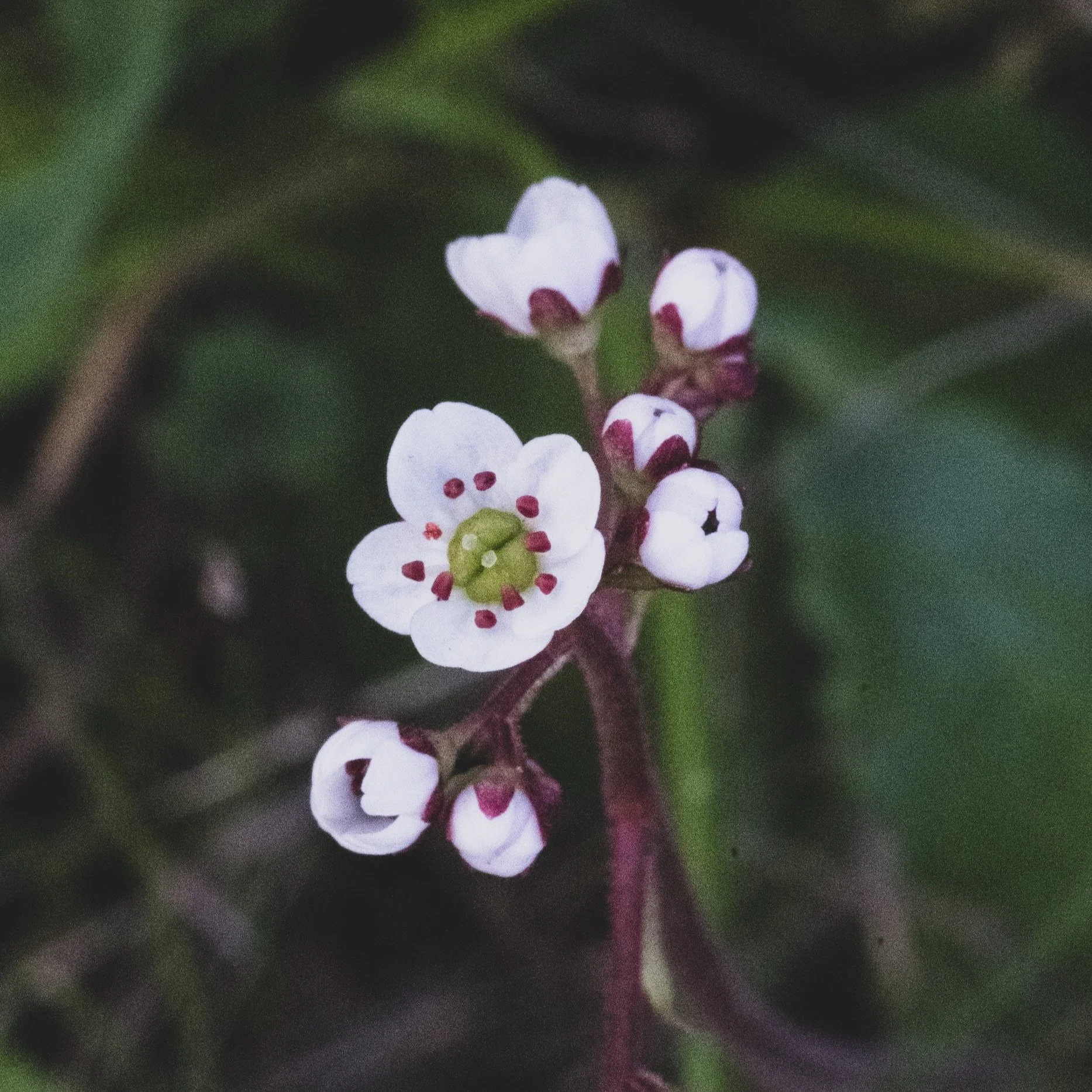 CALIFORNIA SAXIFRAGE
