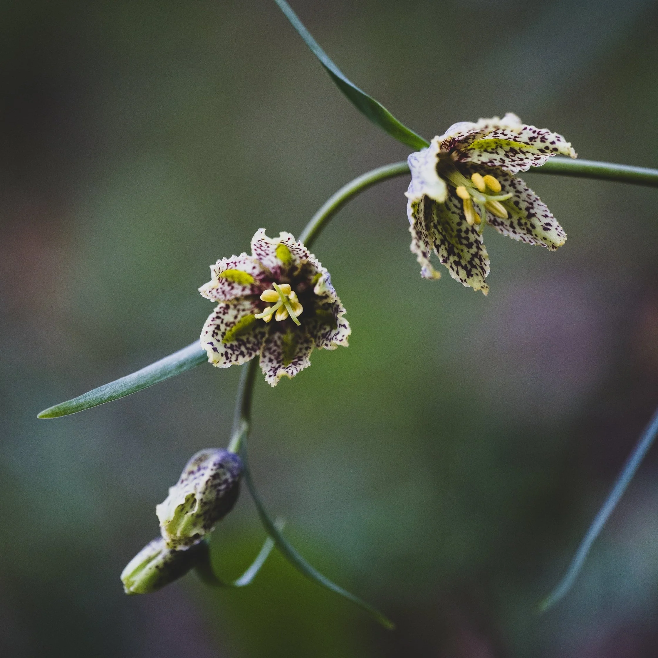 CHECKER LILY