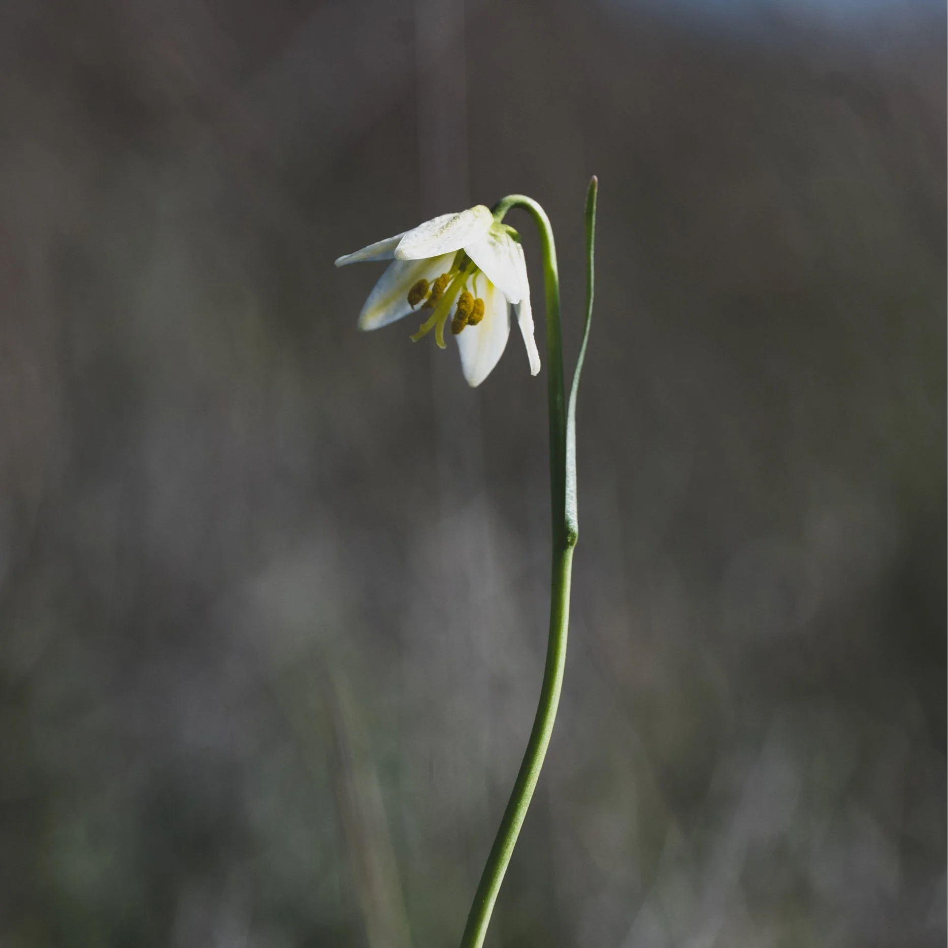 FRAGRANT FRITILLARY