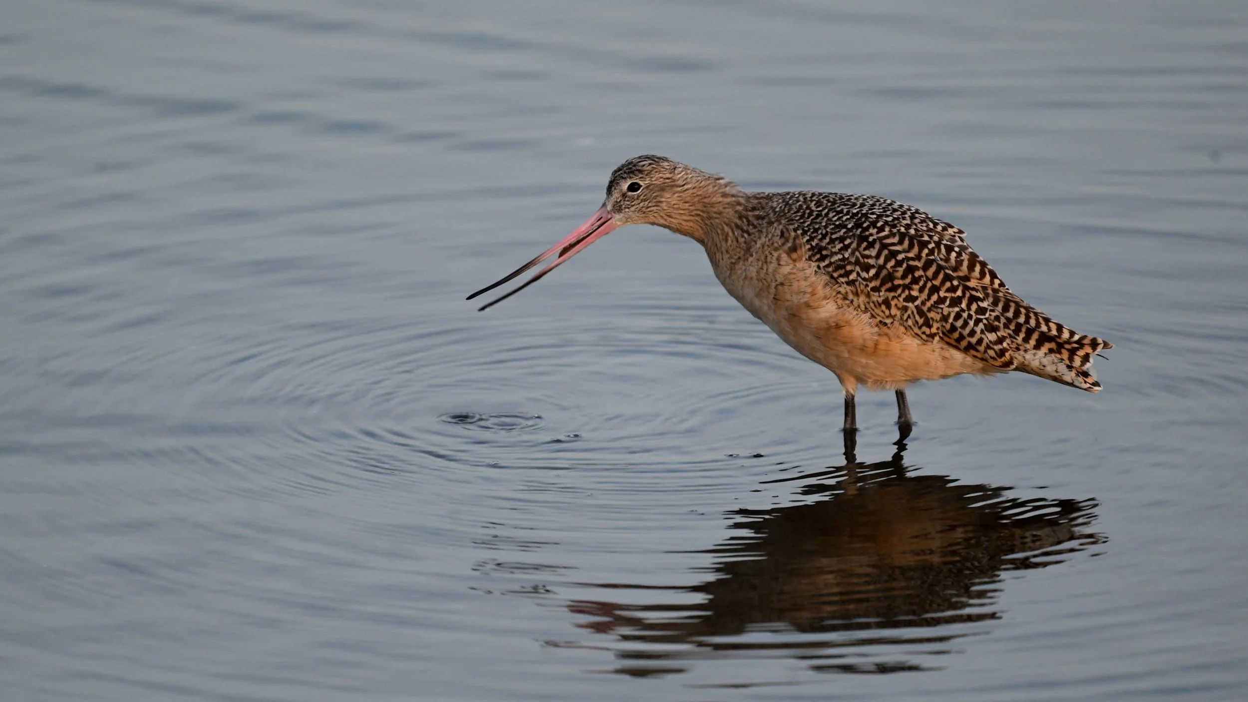 Marbled Godwit Feeding on the Mudflats