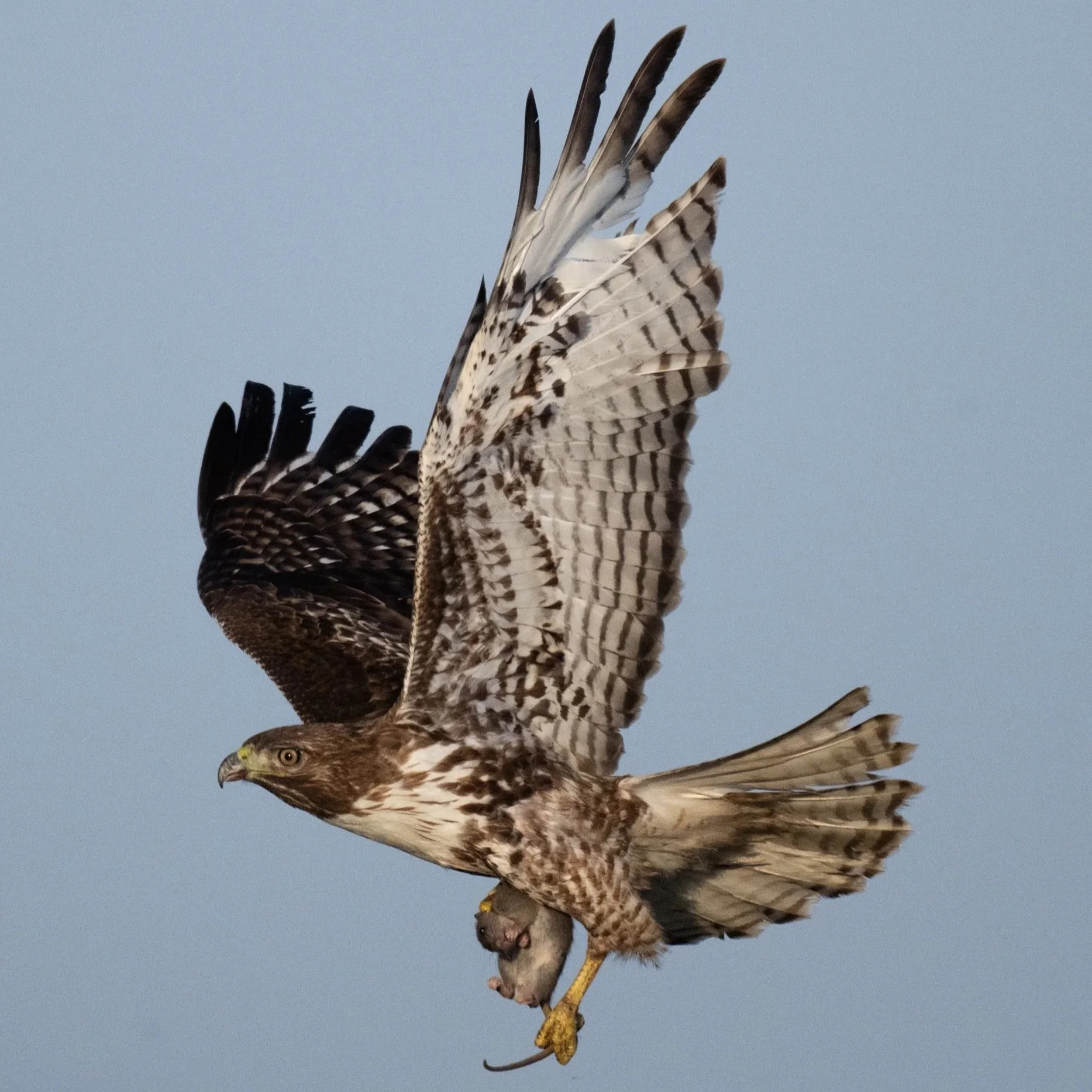 Red-tailed Hawk with Prey