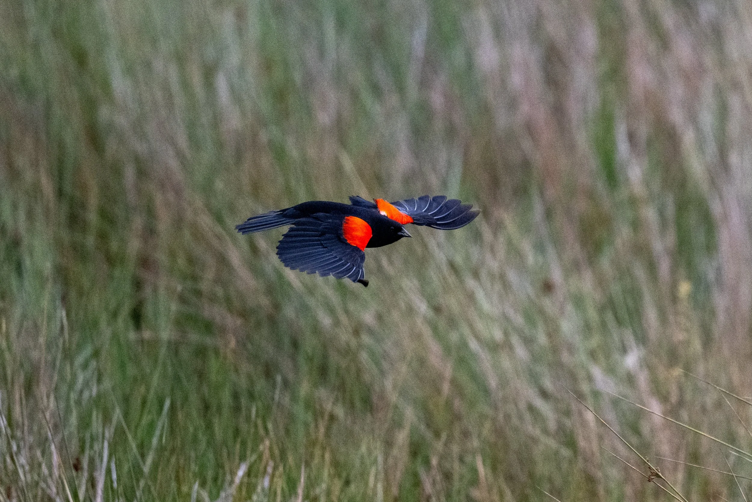 DSC_5715.jpg