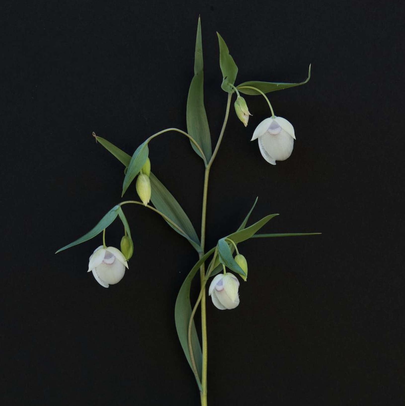 WHITE GLOBE LILY