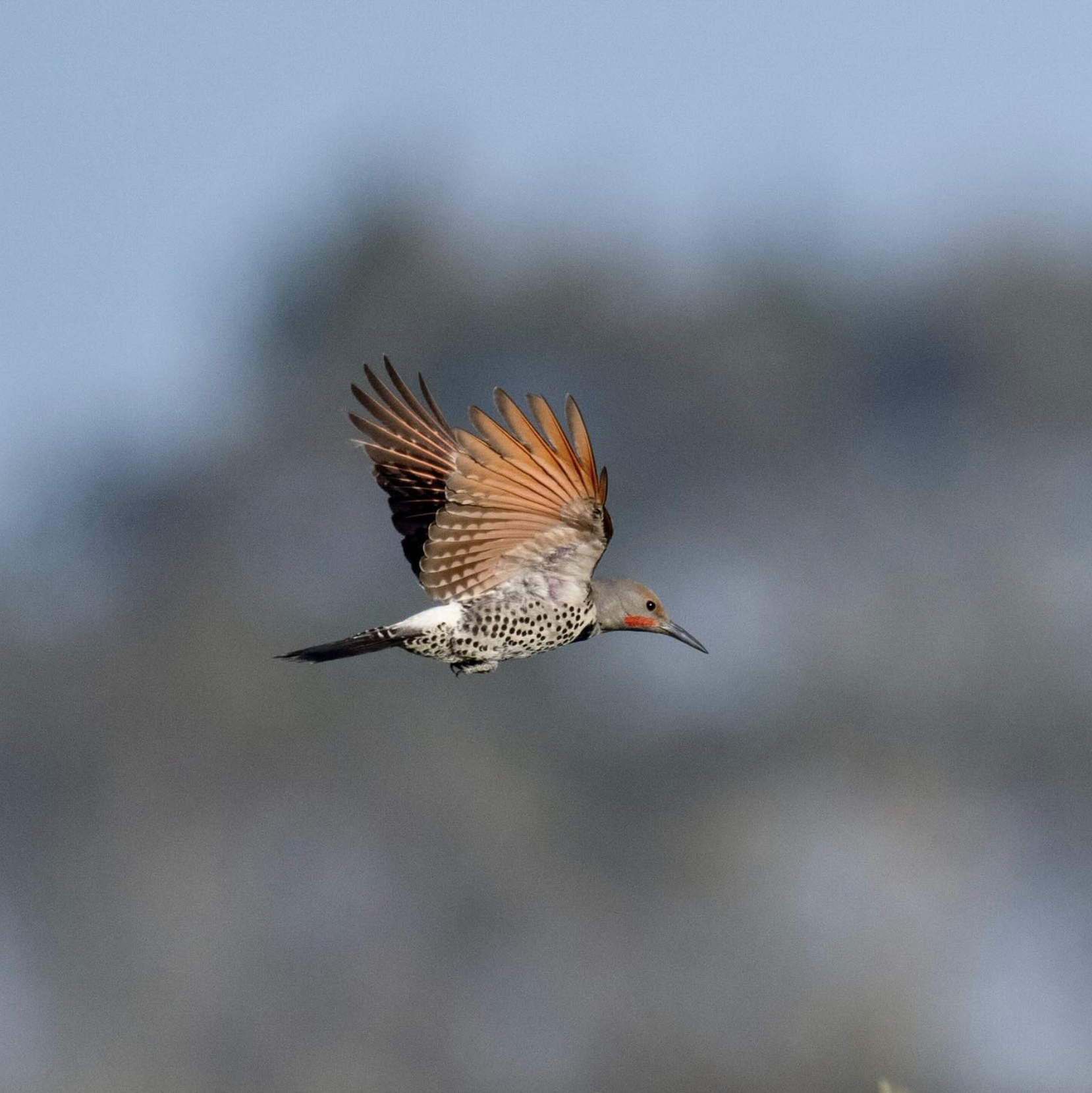 Northern Flicker