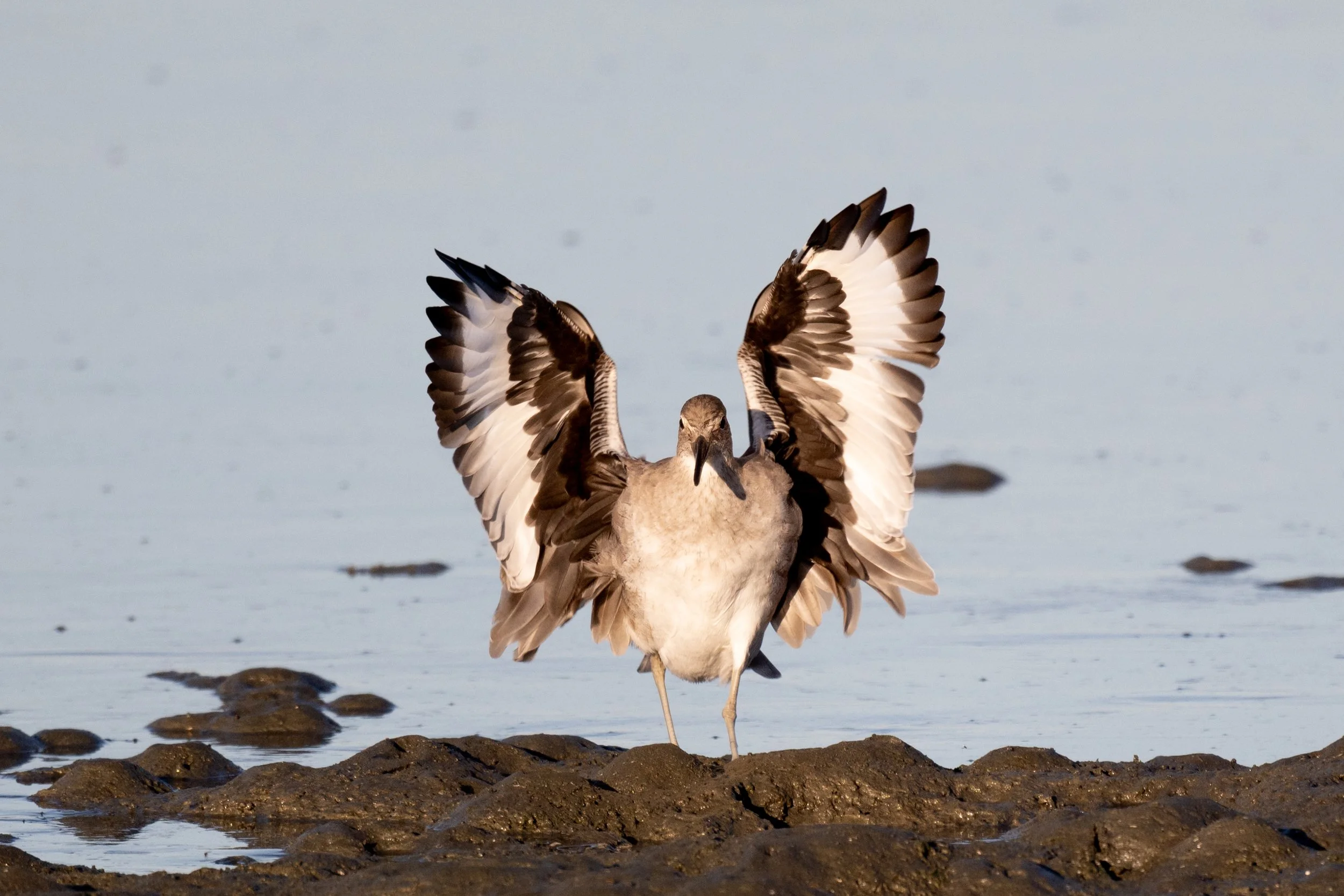 Willet