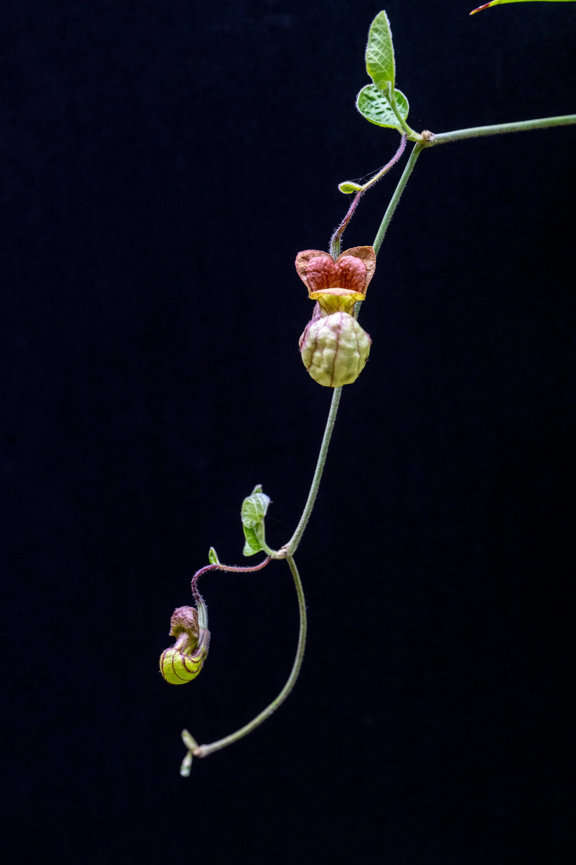 California pipevine: A glimpse into the world of tropical plants