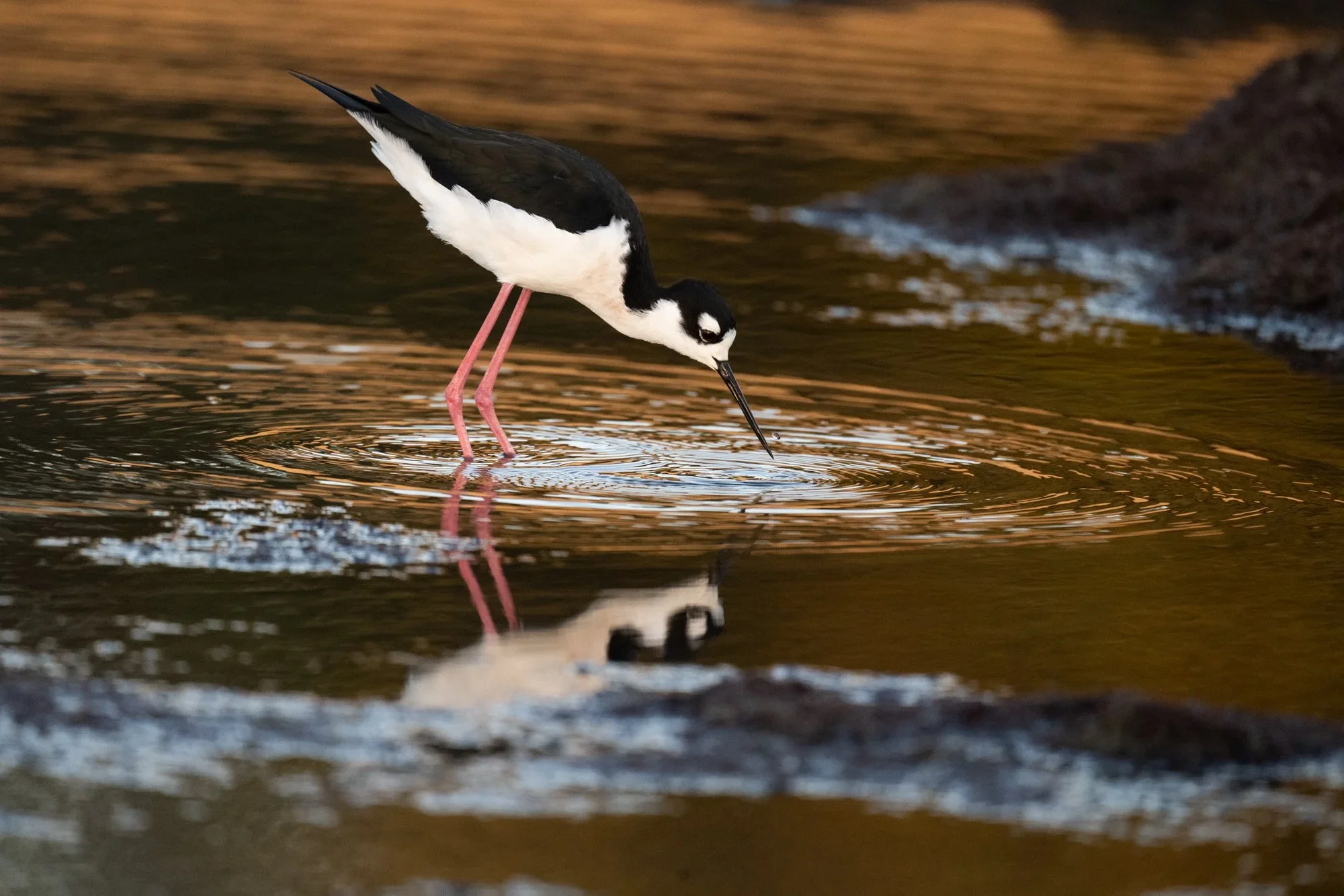 Black-necked Stilt