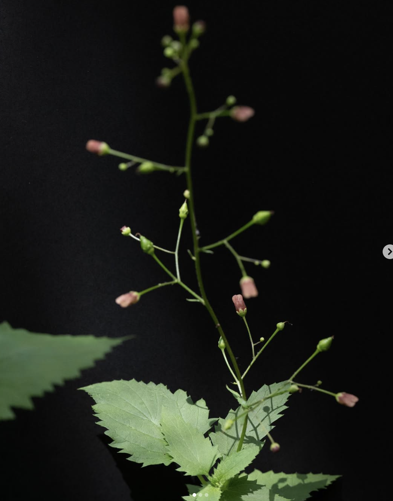 CALIFORNIA BEE PLANT