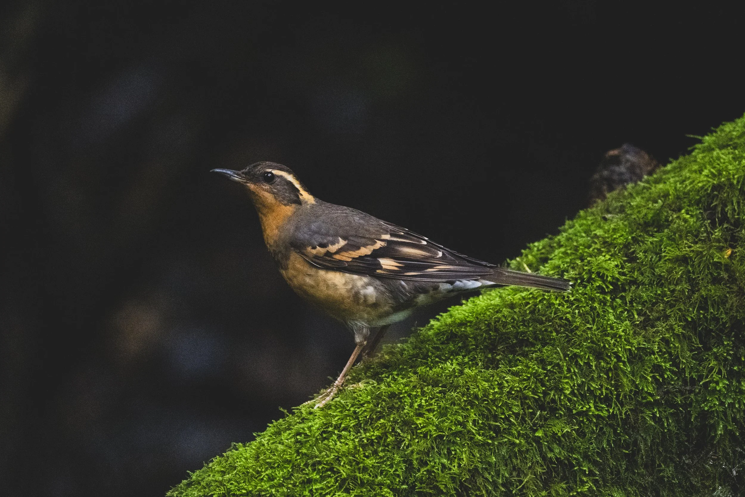 Varied Thrush