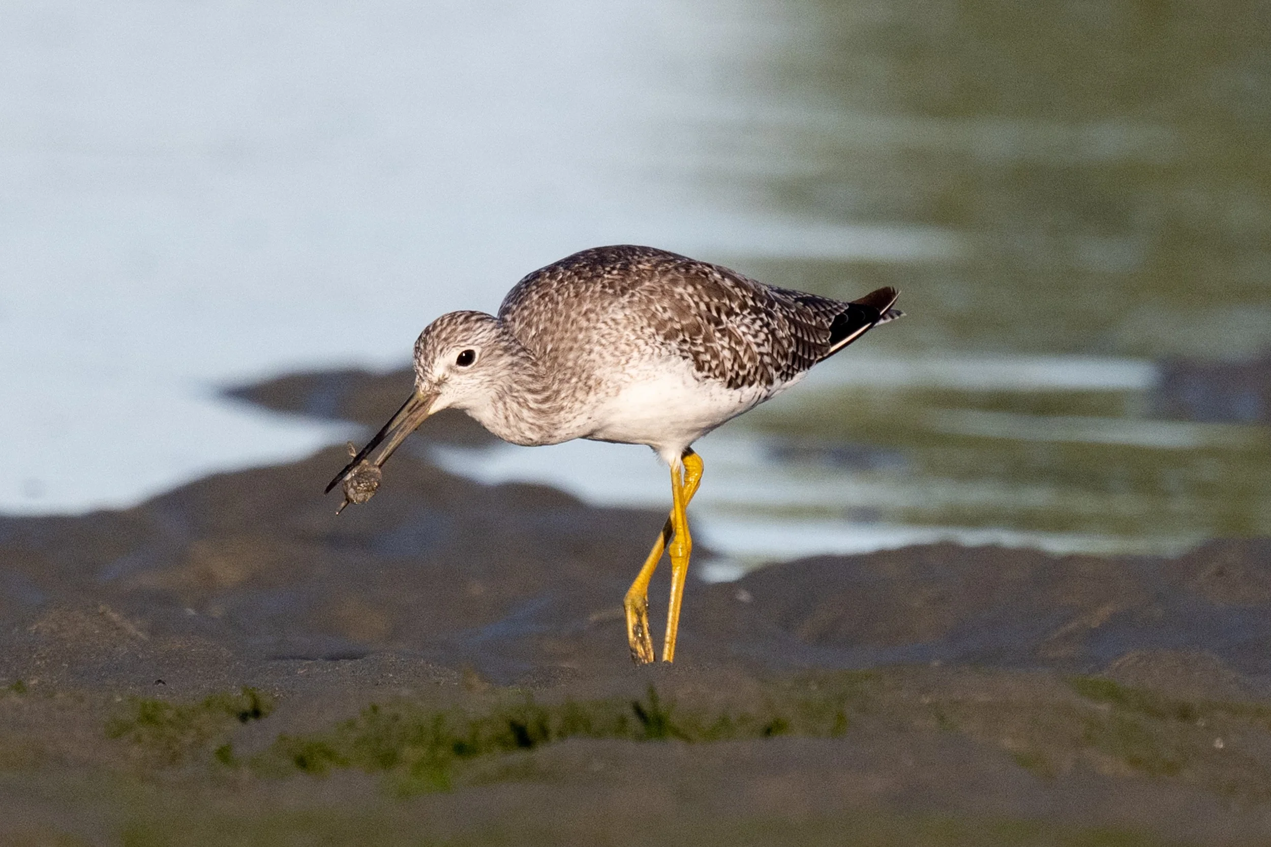 Greater Yellowlegs