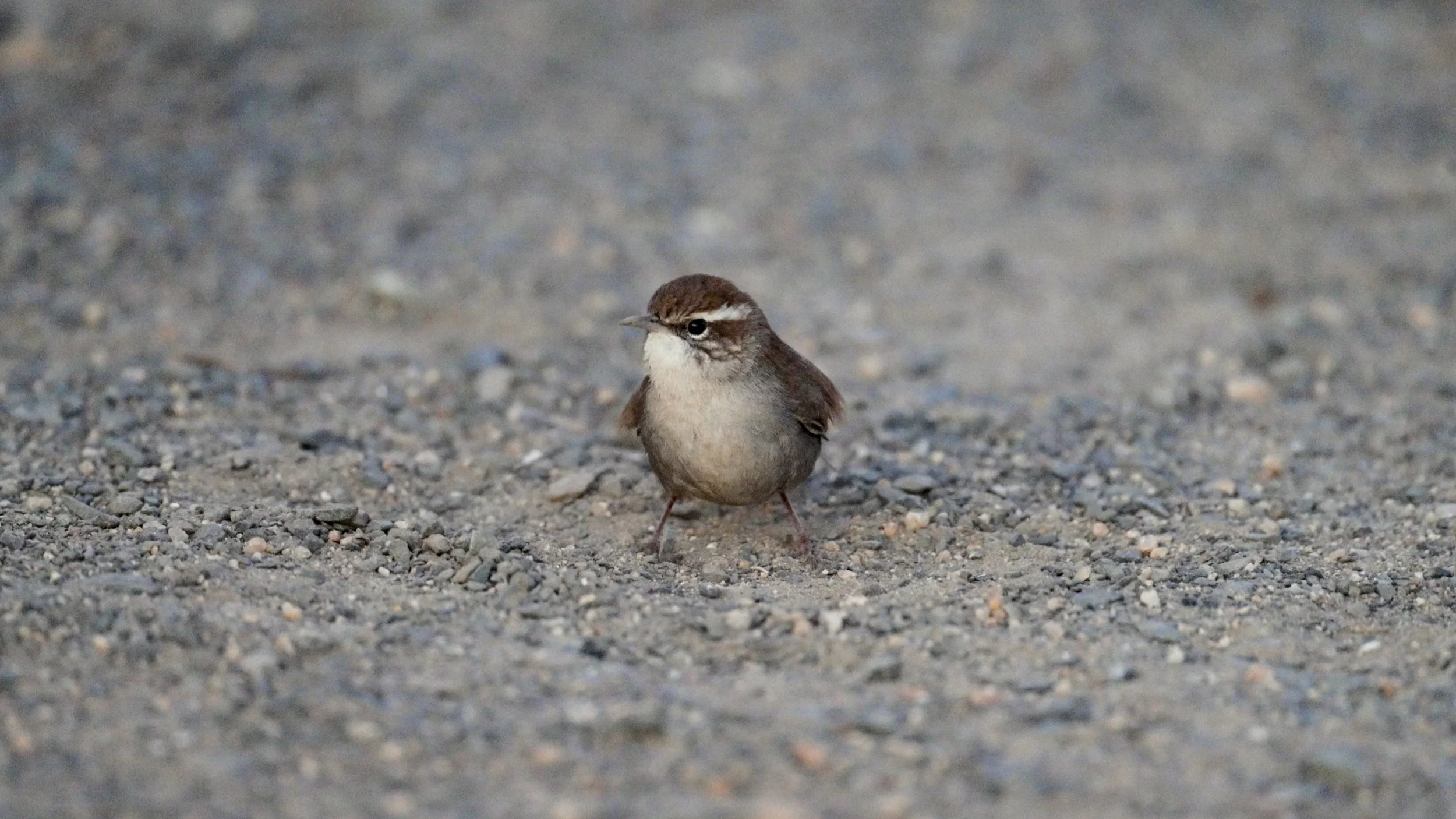Bewick’s Wren Dust Bath