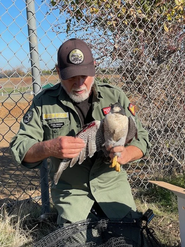 A Conversation with Craig Nikitas of Bay Raptor Rescue — growing wild