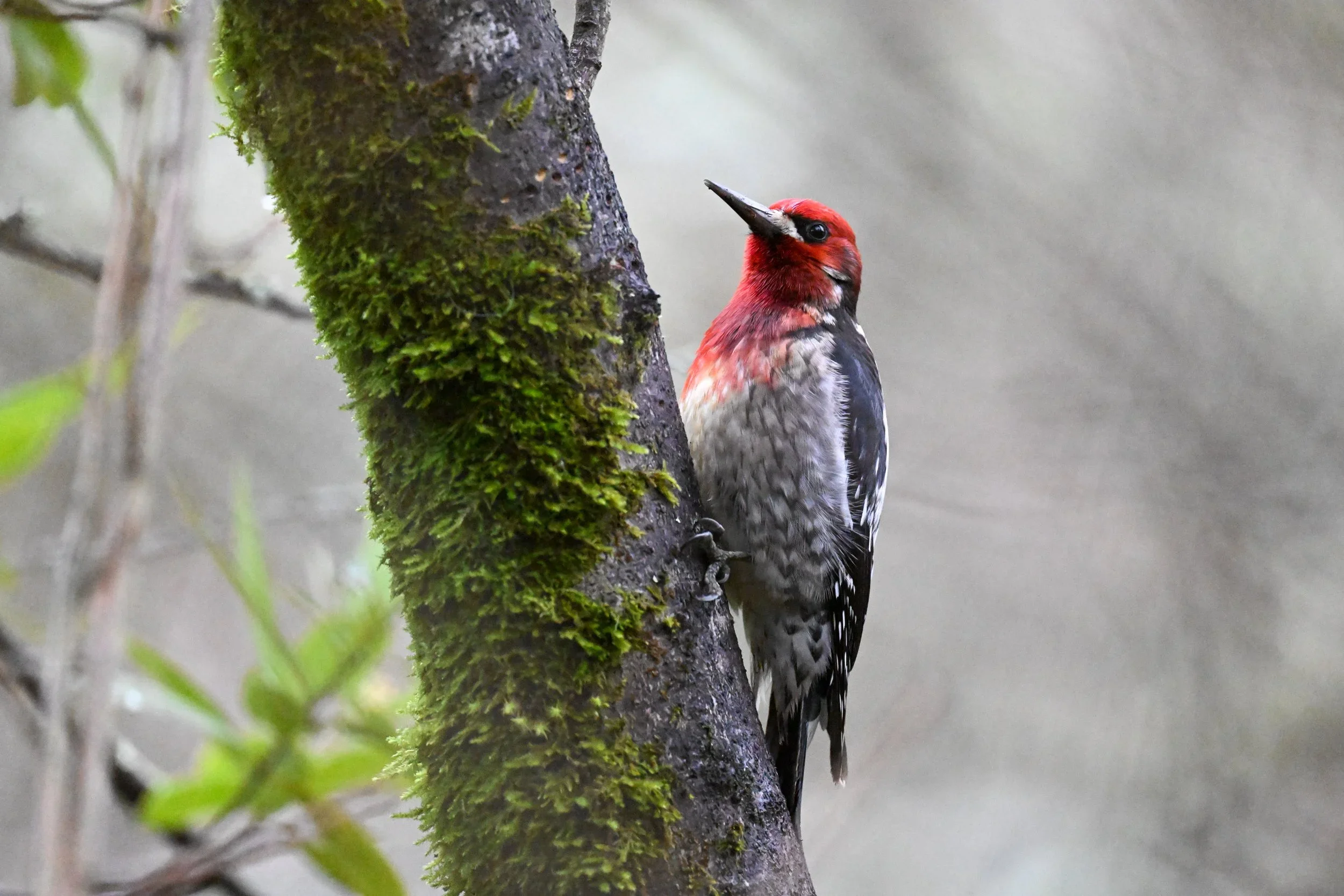 Red-breasted Sapsucker