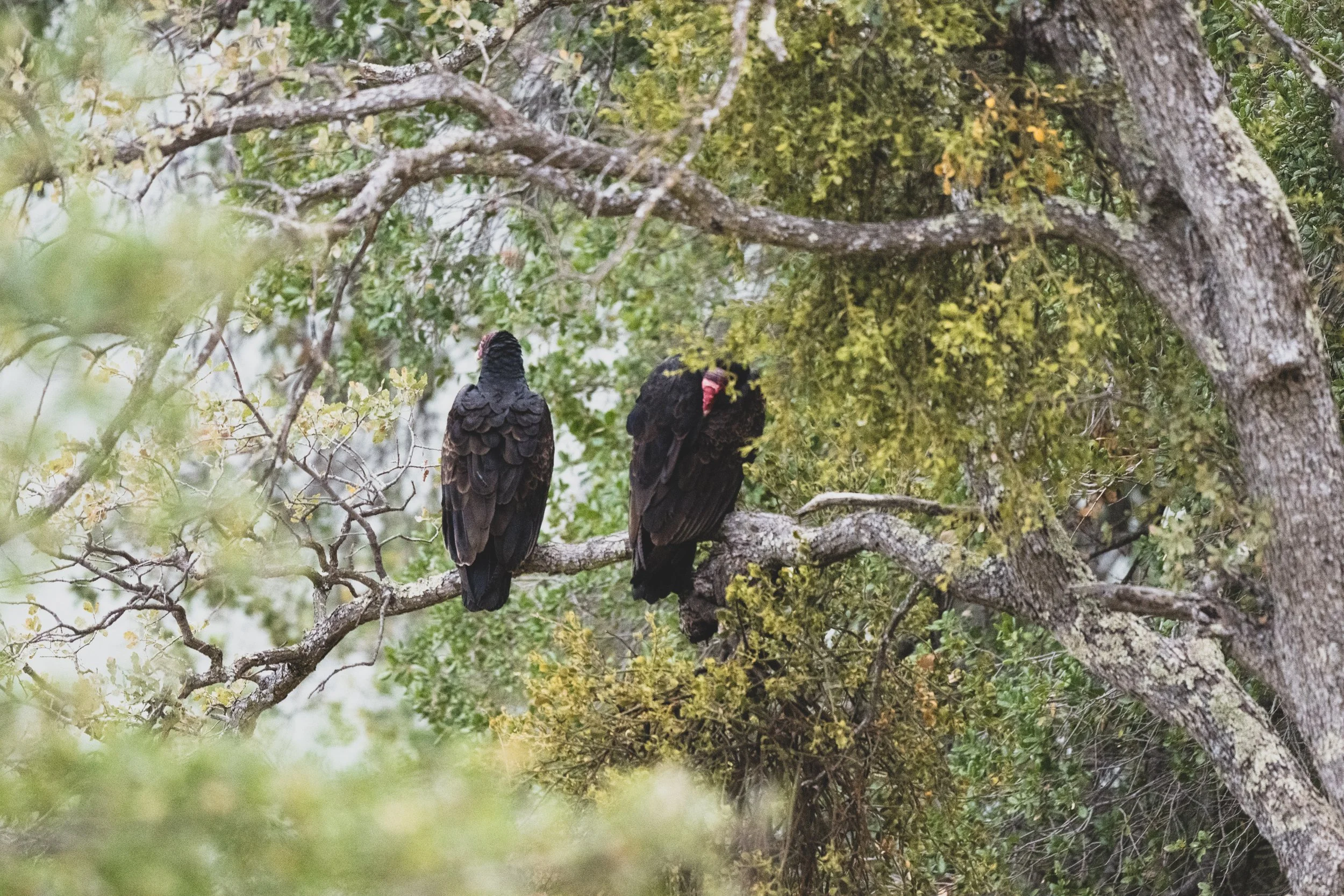 Turkey Vultures