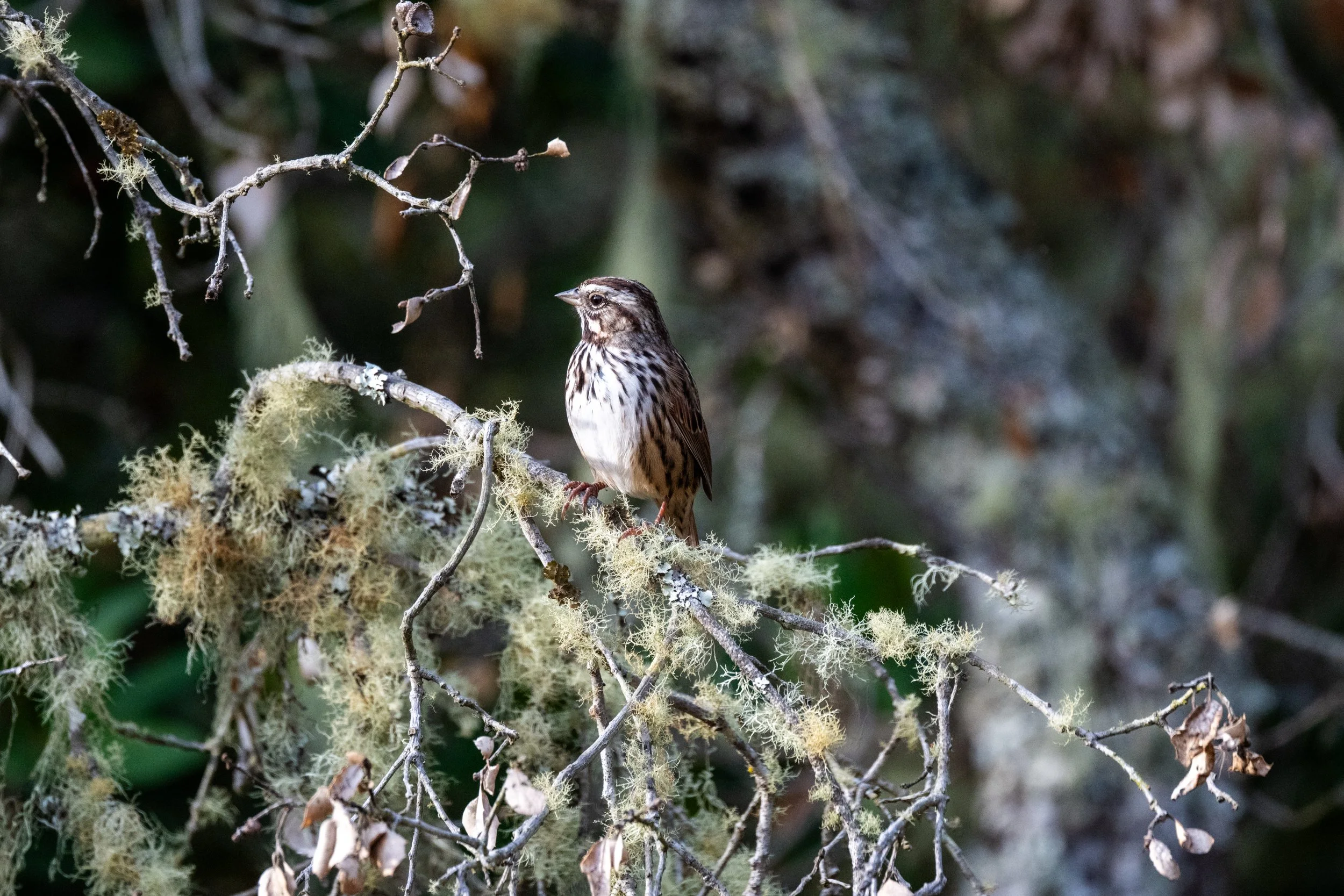 Song Sparrow
