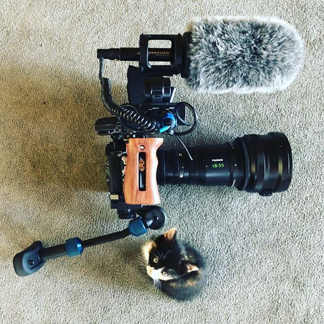 the intern 
#onlocation
.
.
.
#sonyalpha #a7riii #fujinon1855 #slrmagic #slrmagicanamorphot65 #smallhd #sennheiser #smallrig #kitten